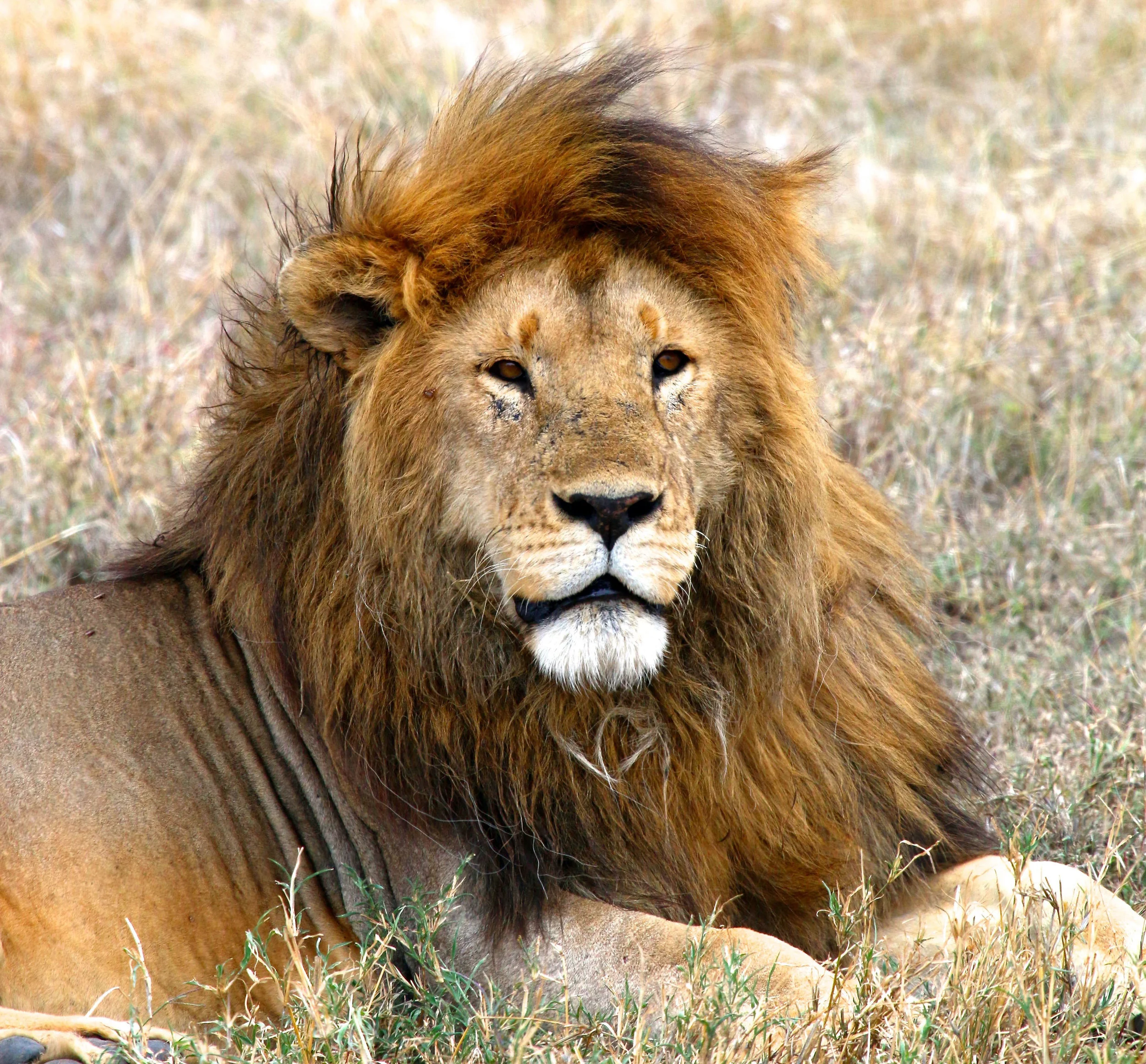 king of the jungle