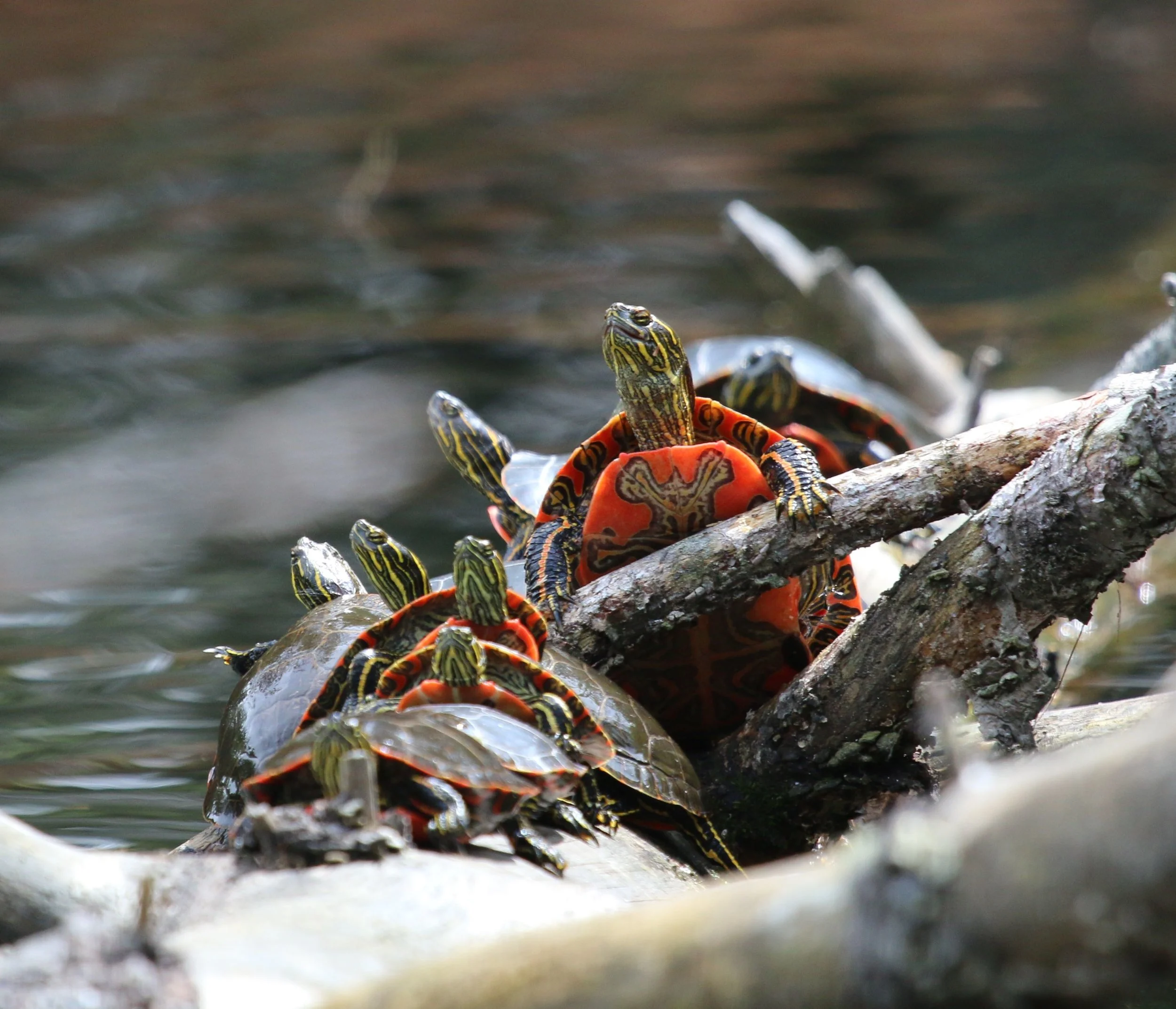 pile of painted turtles
