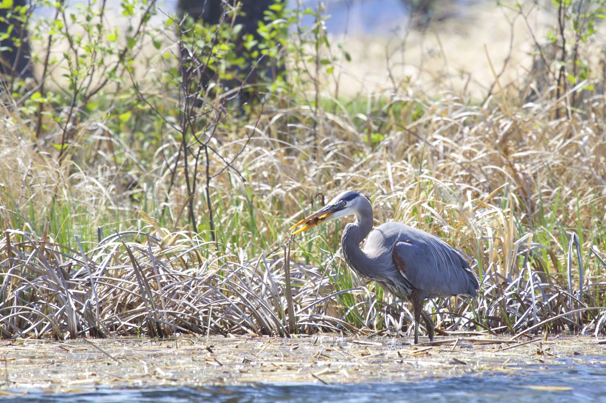 eating great blue heron