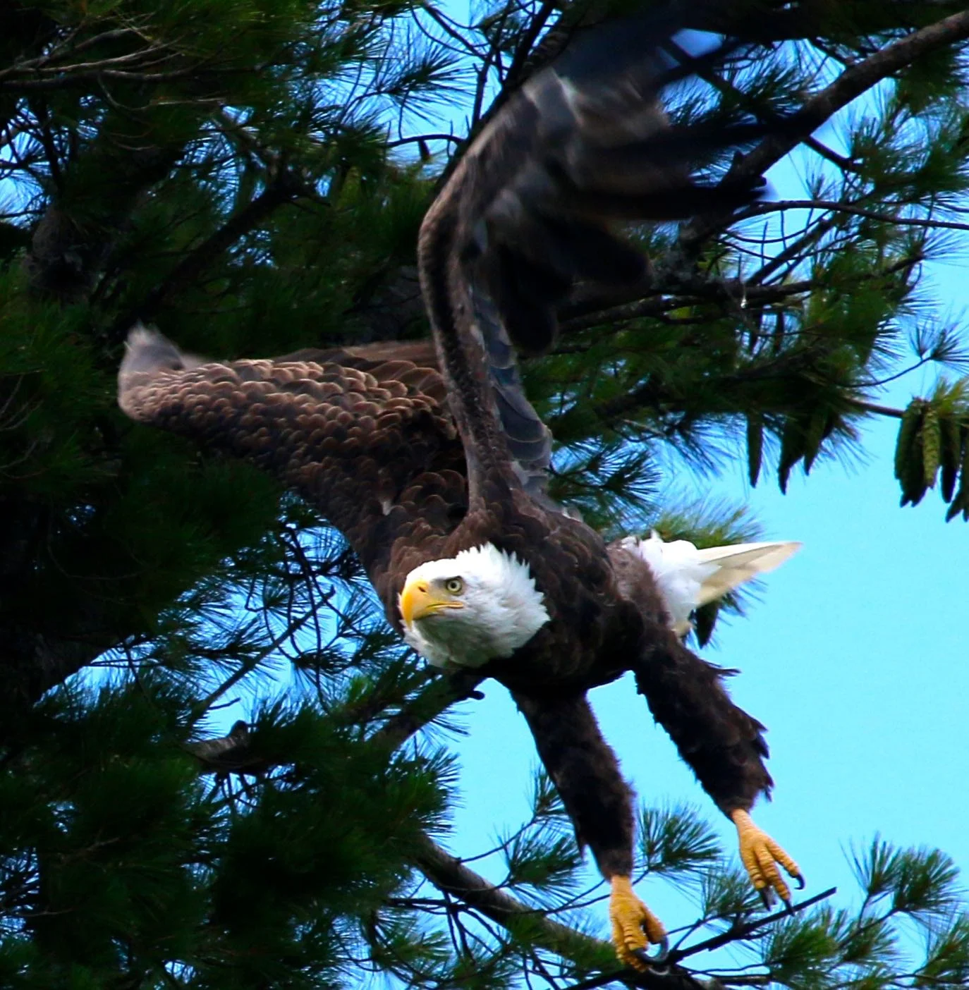 bald eagle