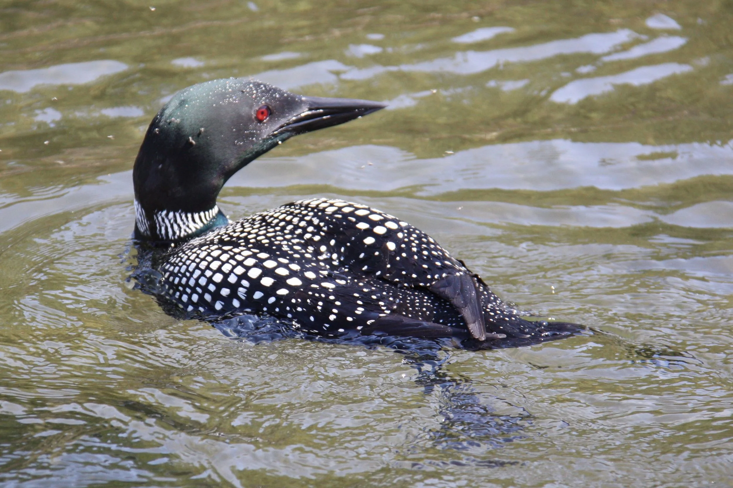 swimming loon