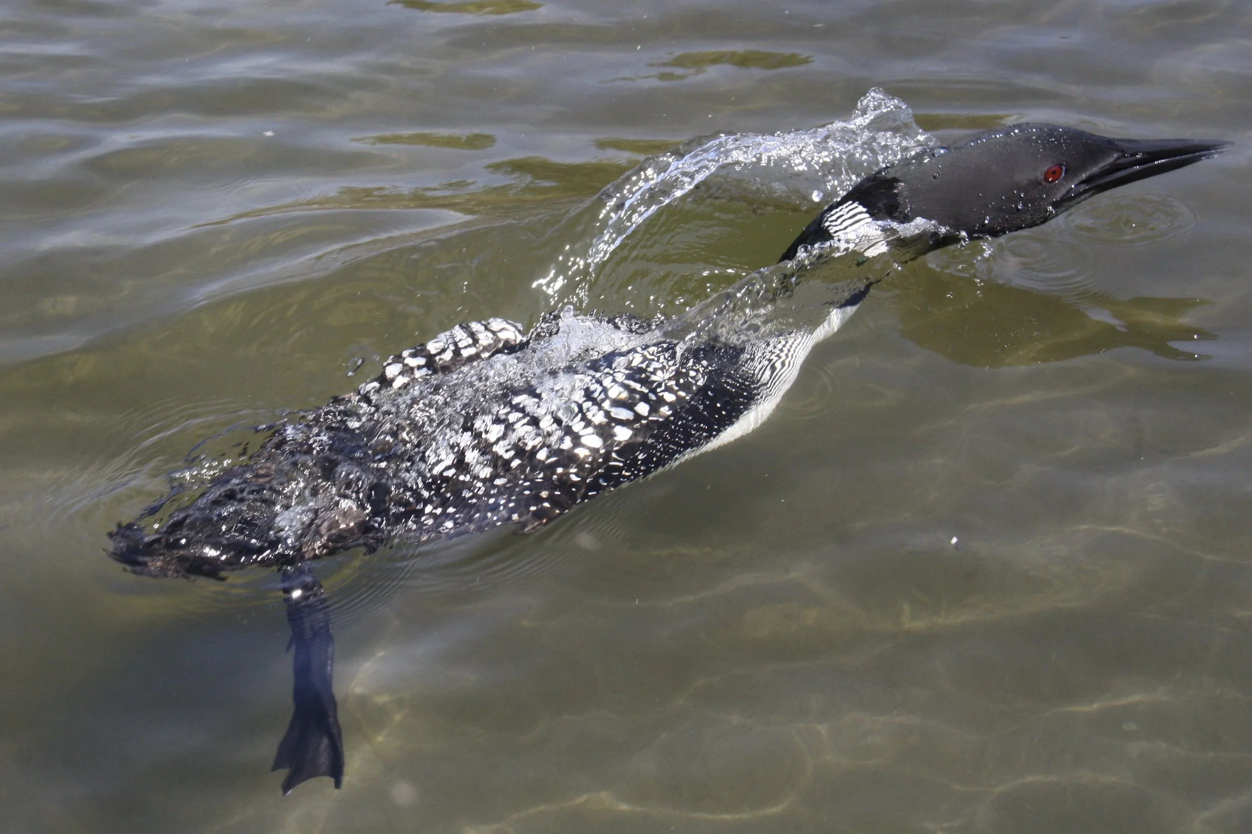 surfacing loon