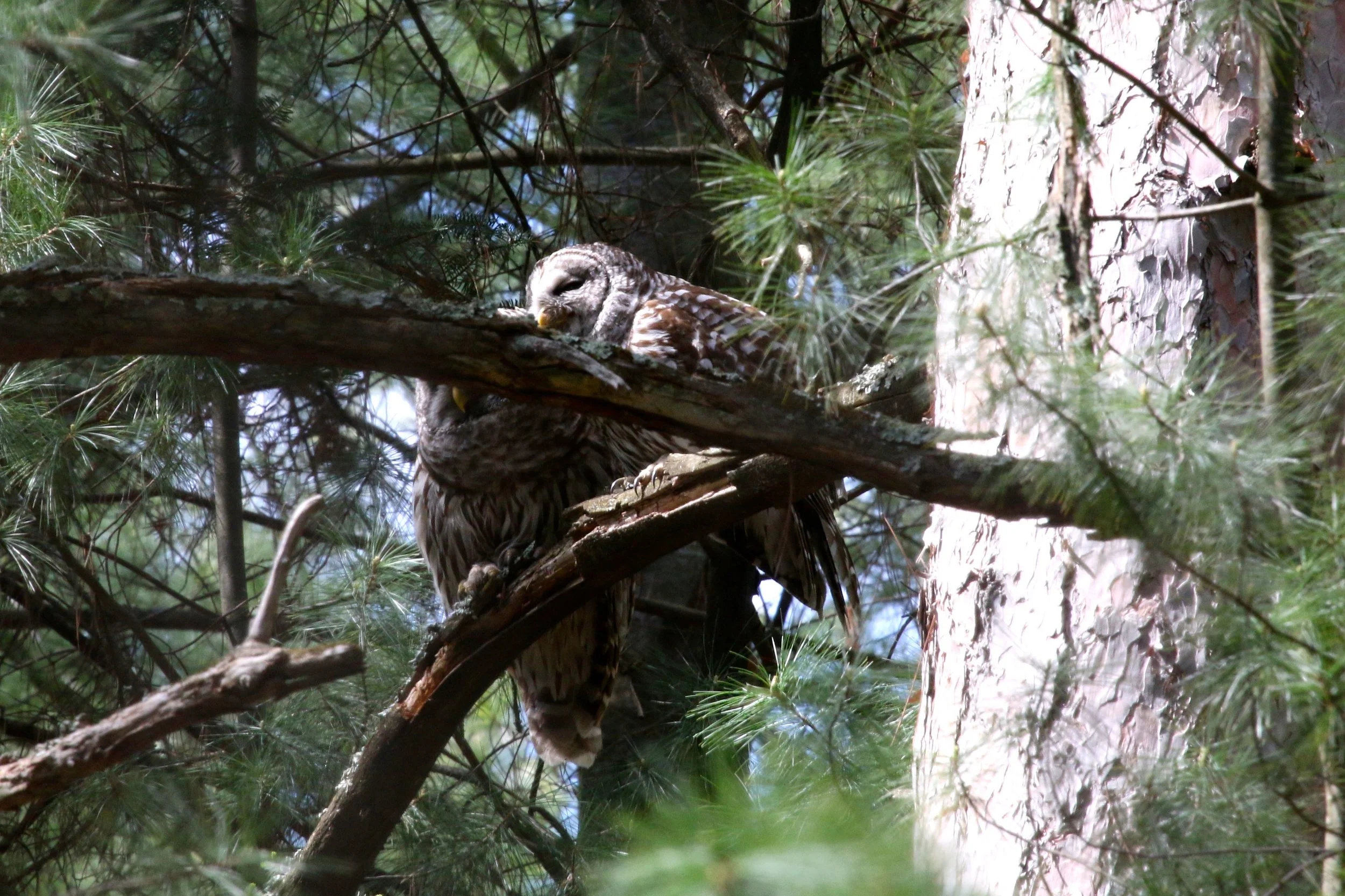 barred owl love