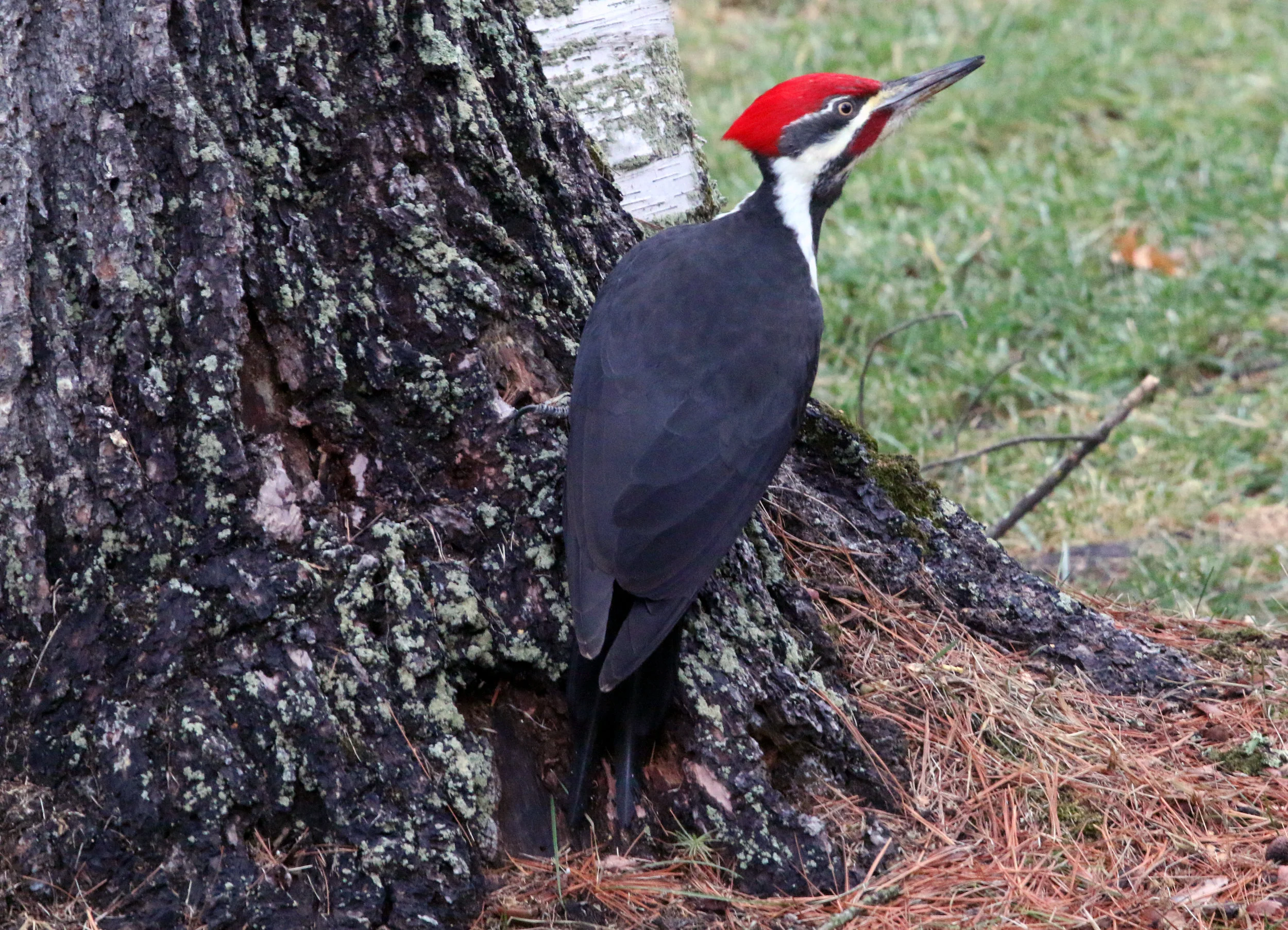 Pileated 2.JPG