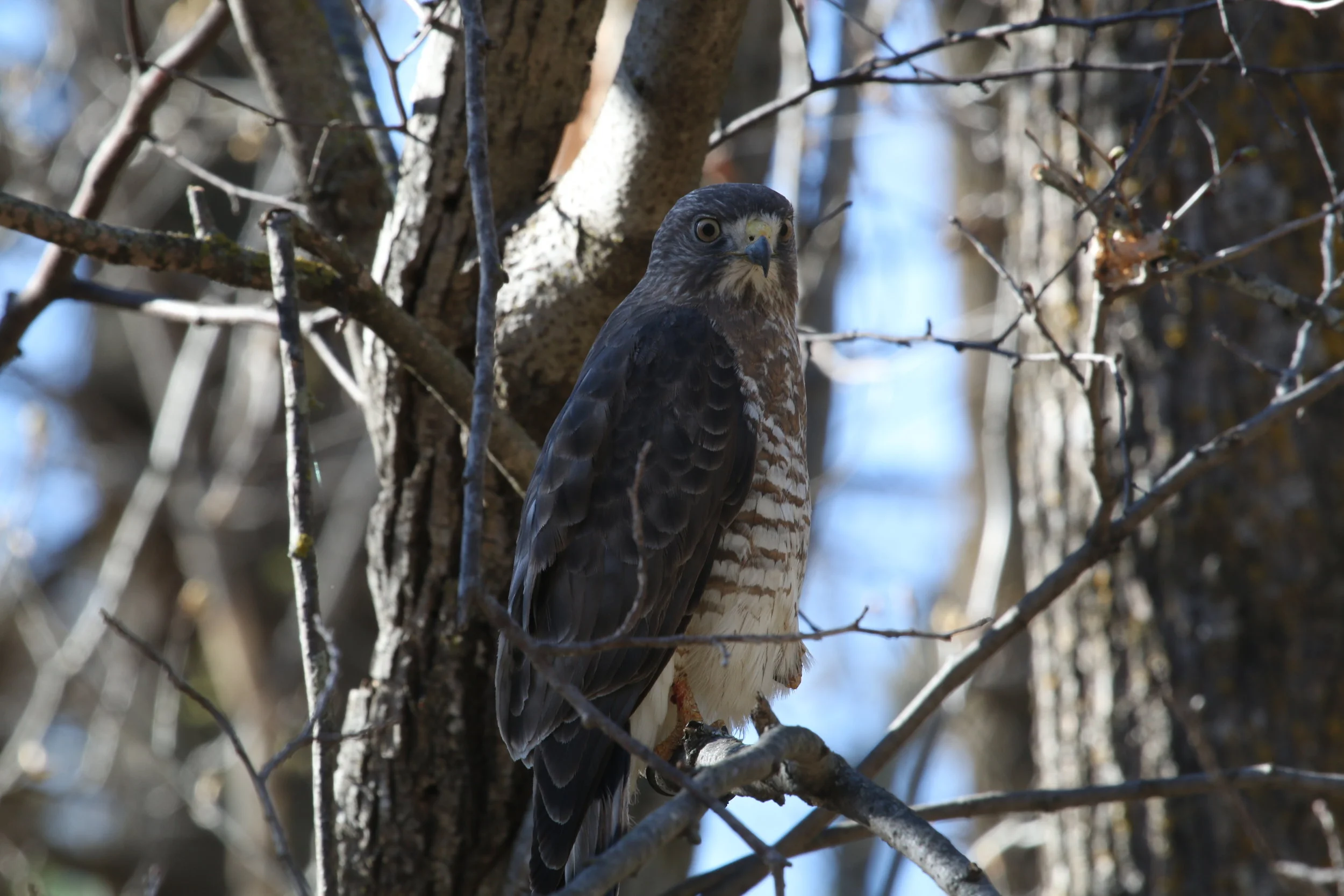 Broad Winged Hawk.JPG