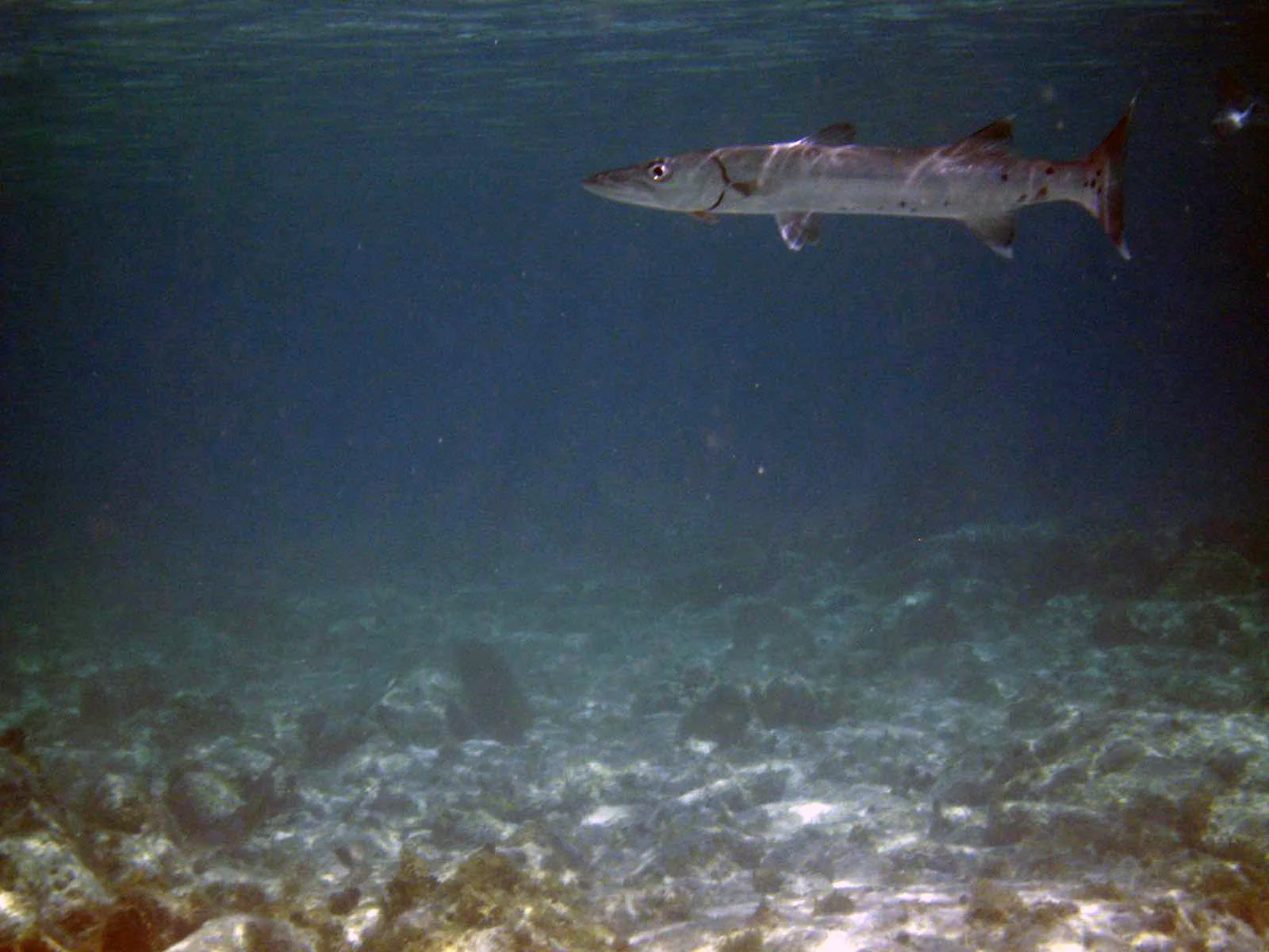 barracuda