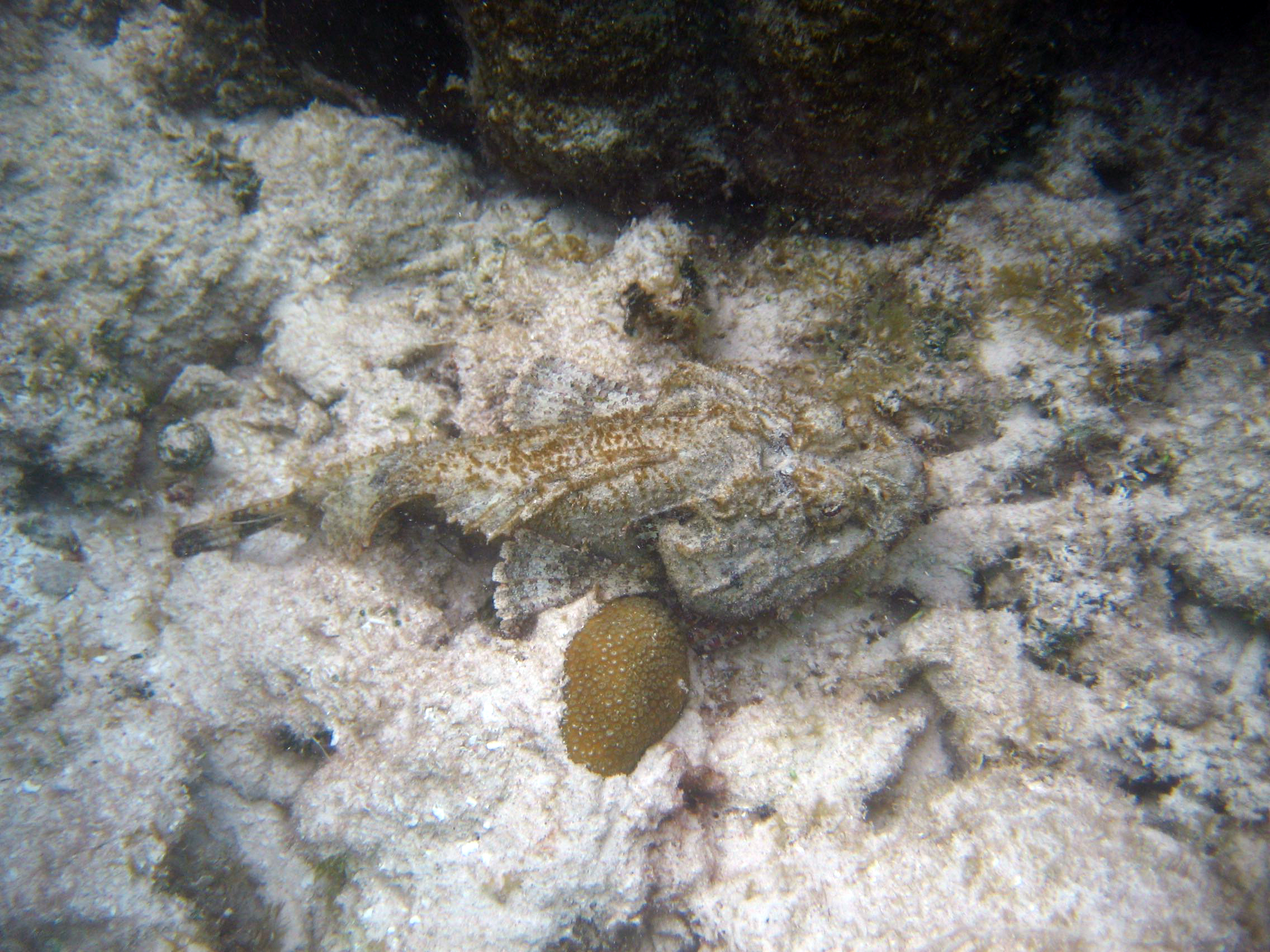 Scorpionfish.jpg