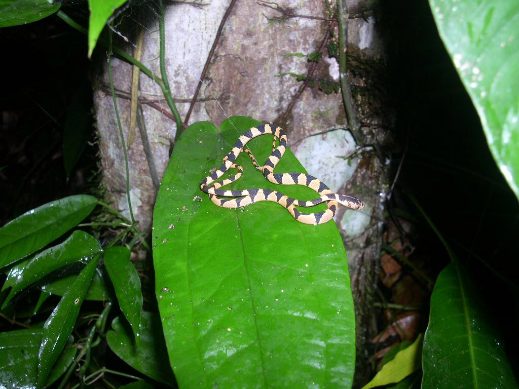 blunt headed tree snake