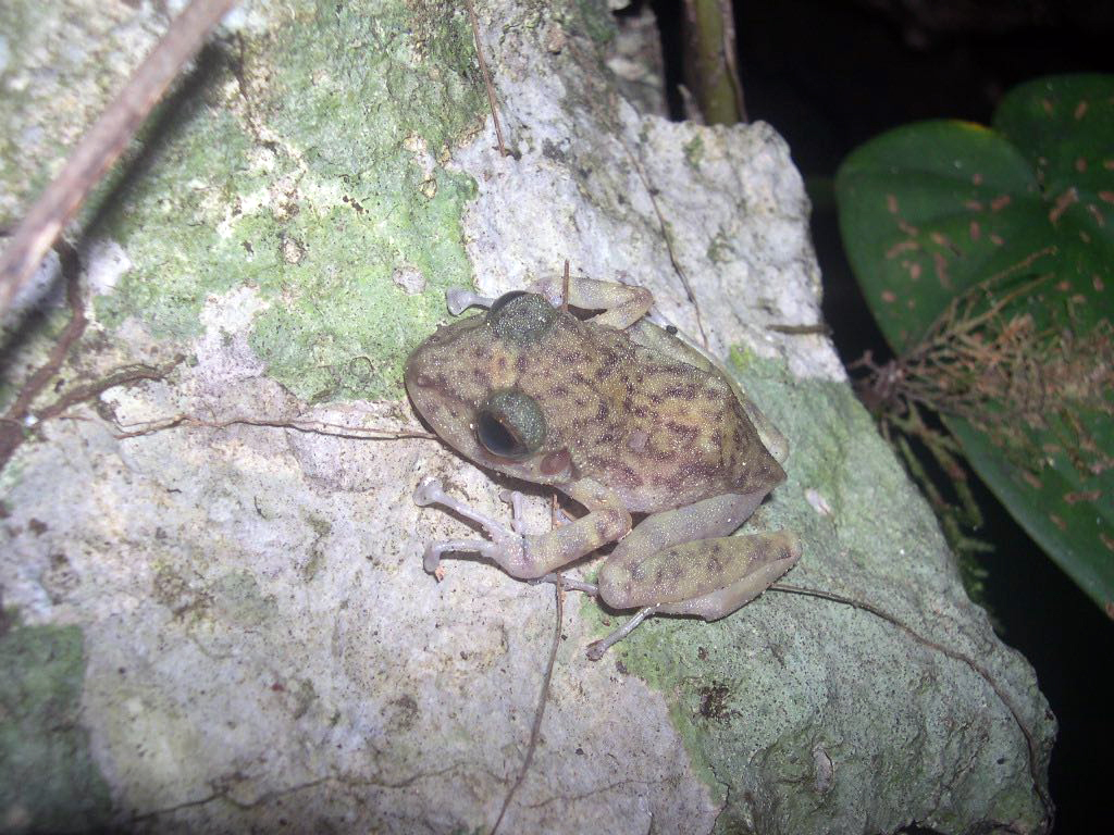 mexican tree frog