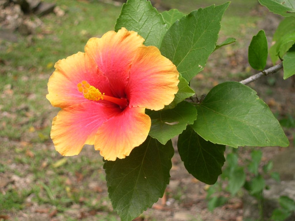 hibiscus