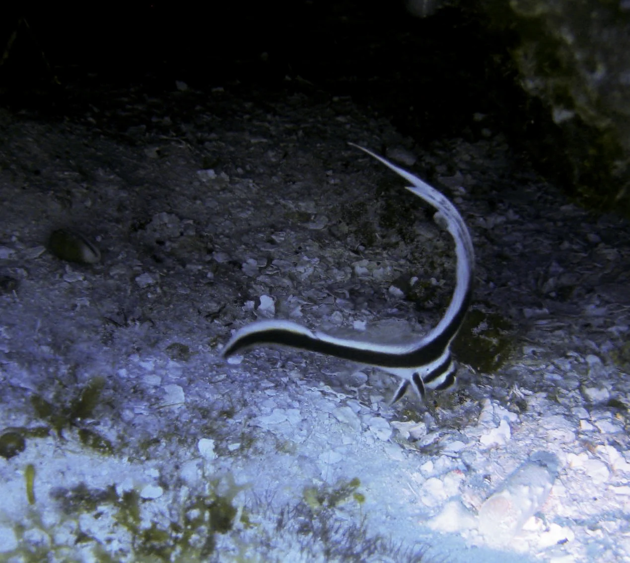 spotted drum