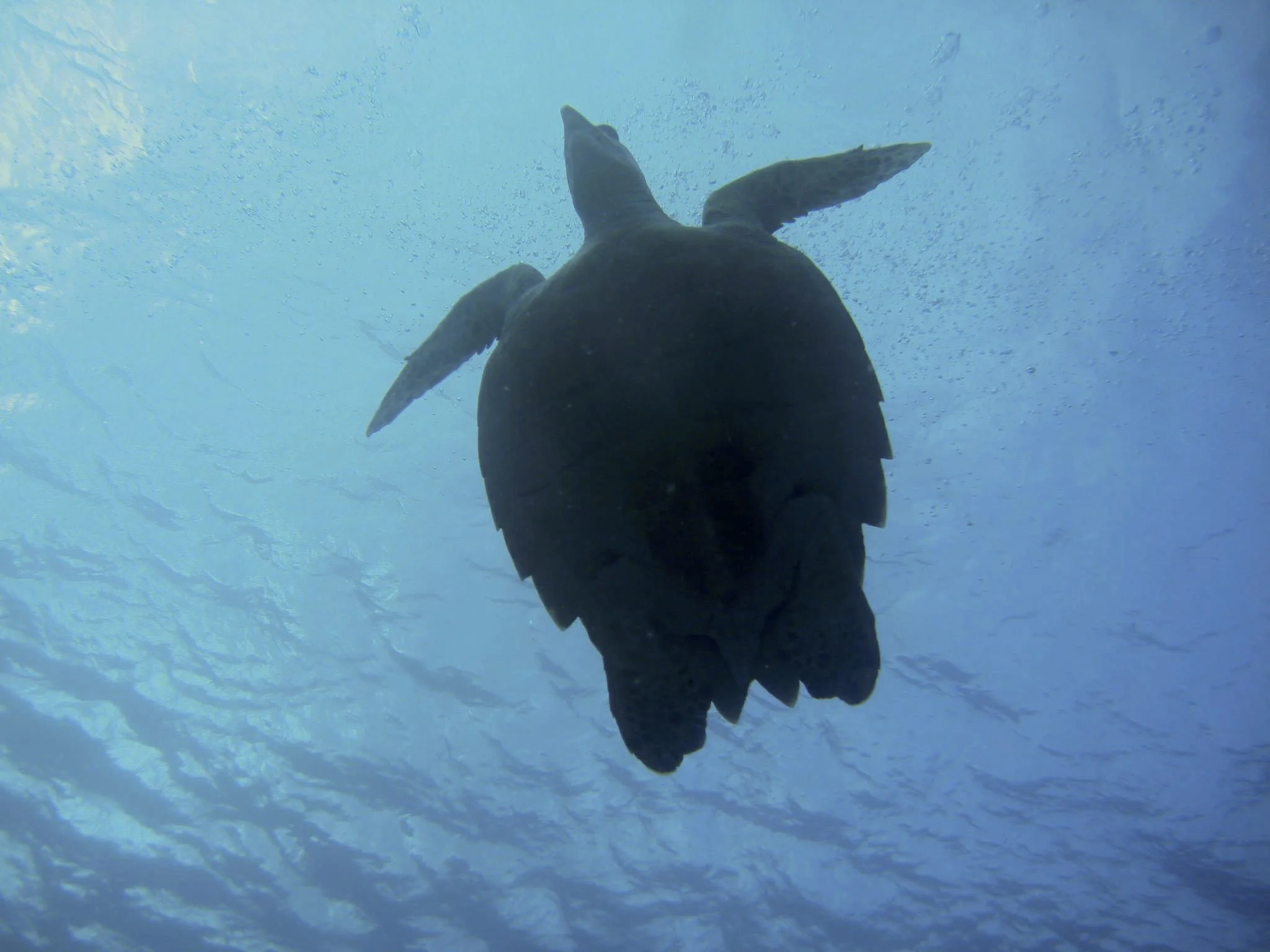 rising turtle