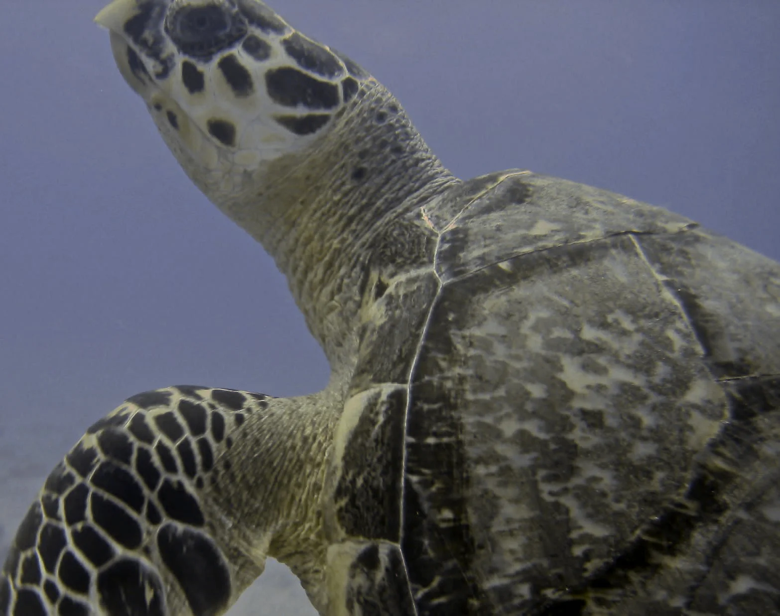 green sea turtle