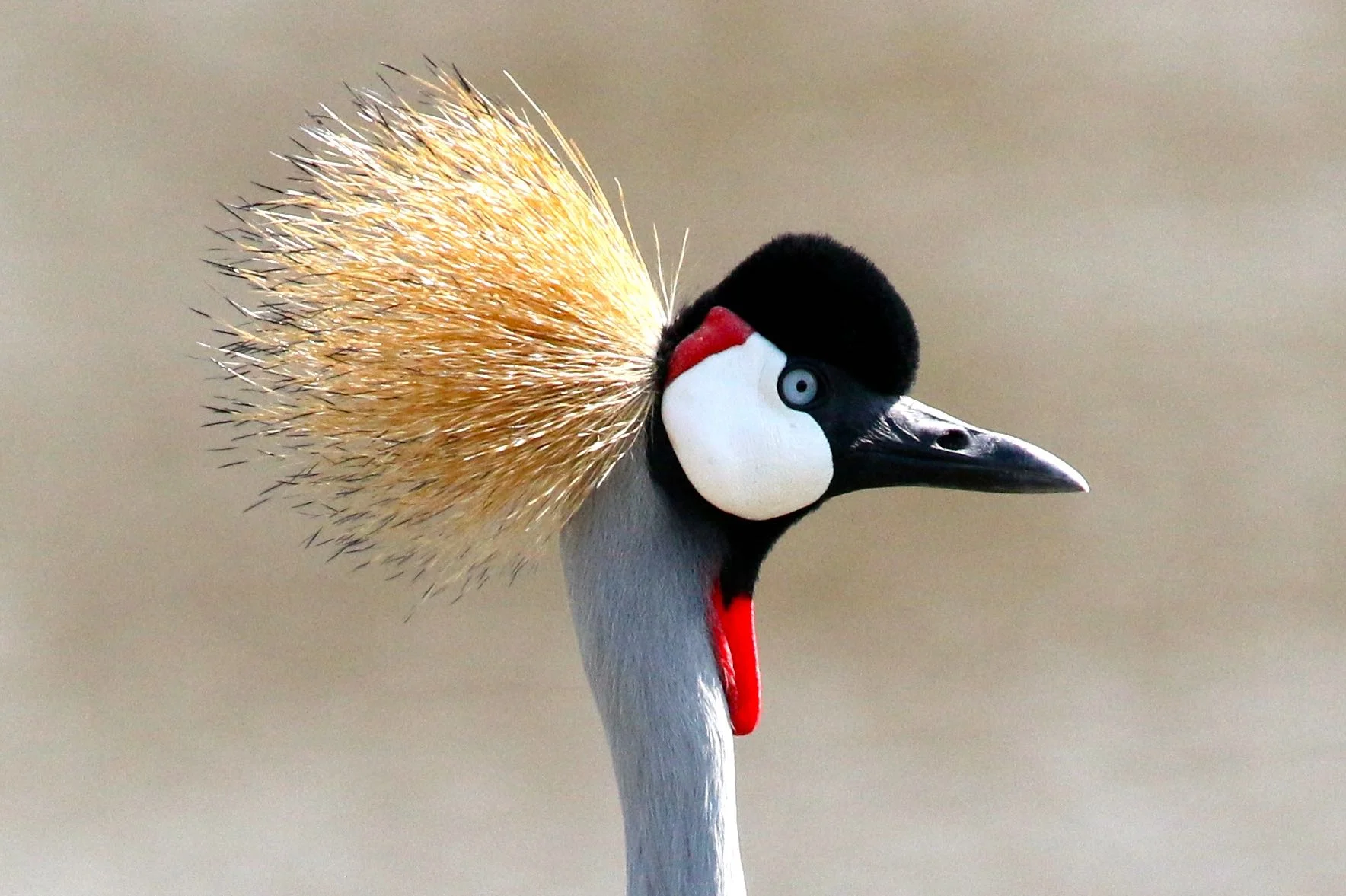gray crowned crane