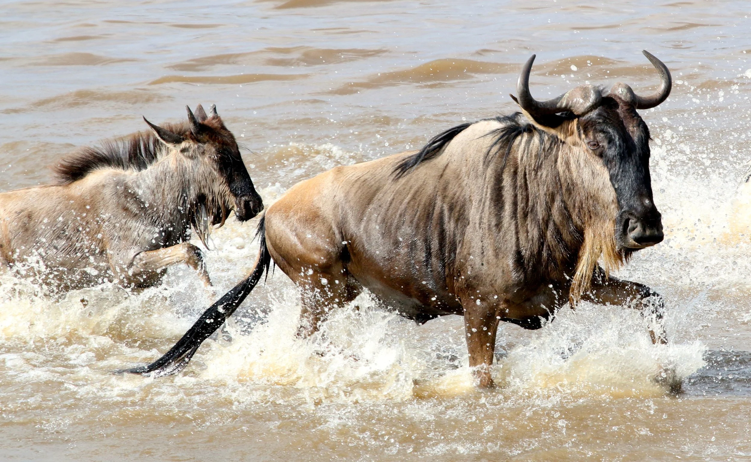 wildebeast