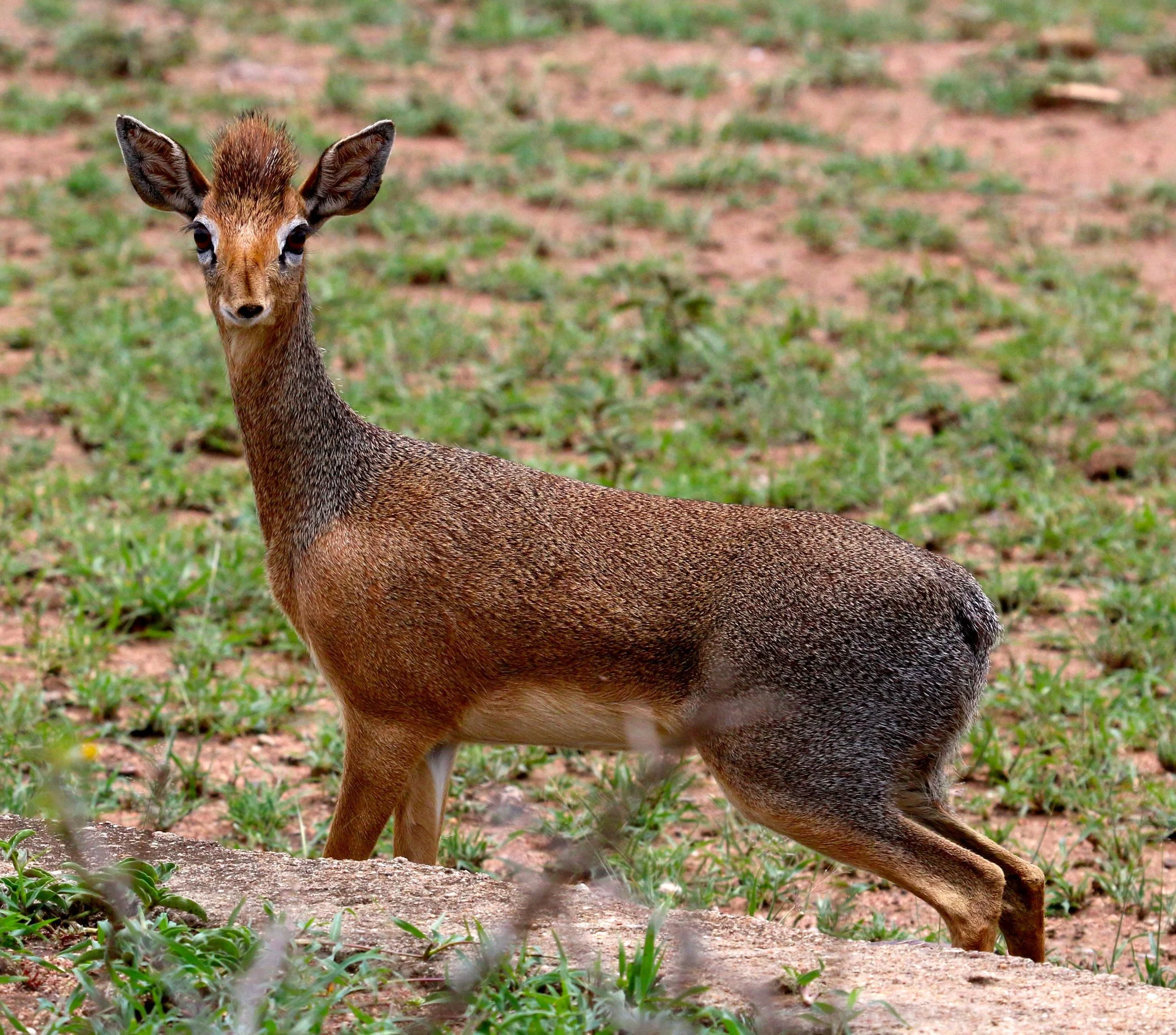 dik dik