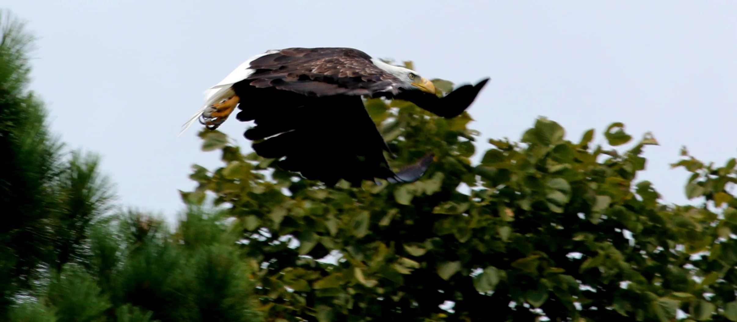 Eagle4.jpg