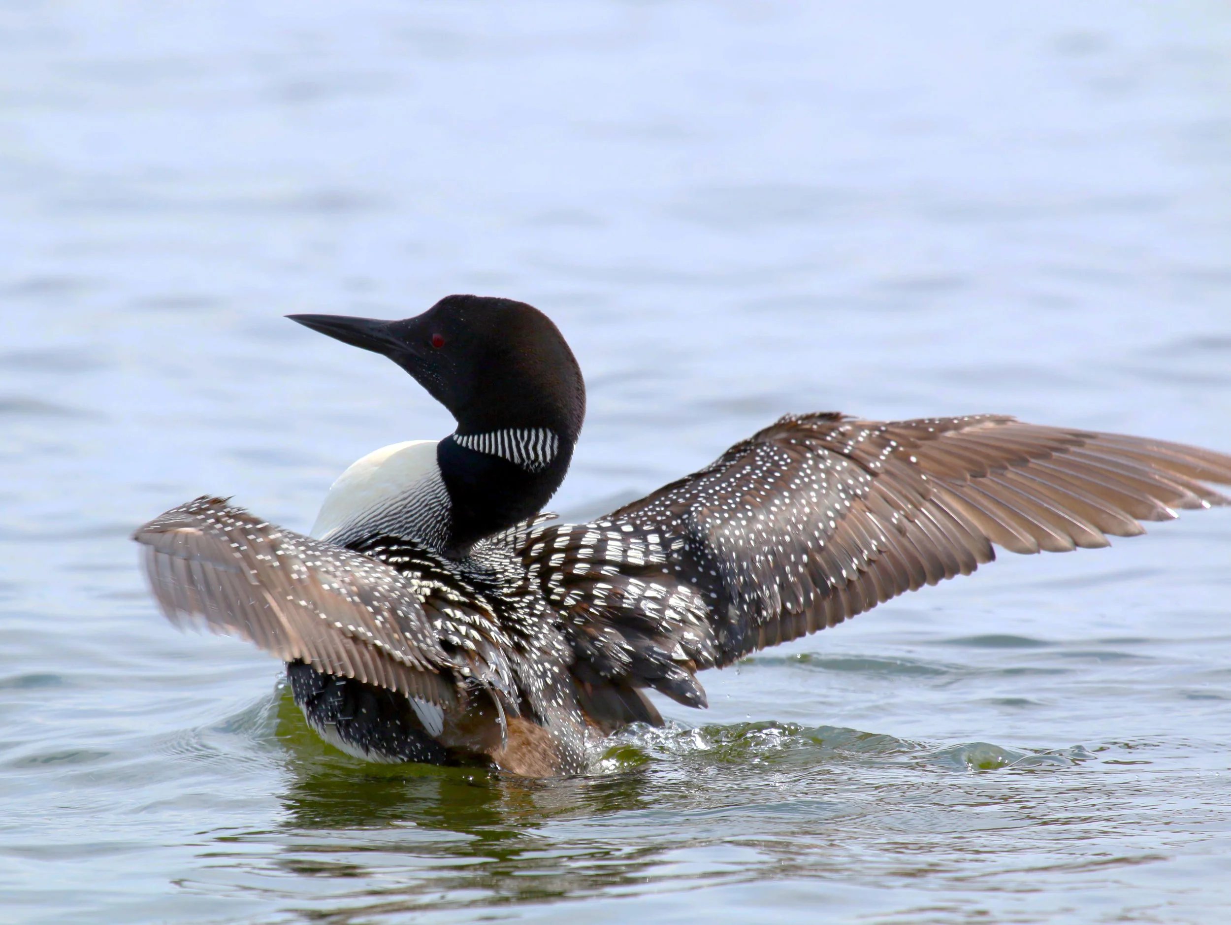 loon
