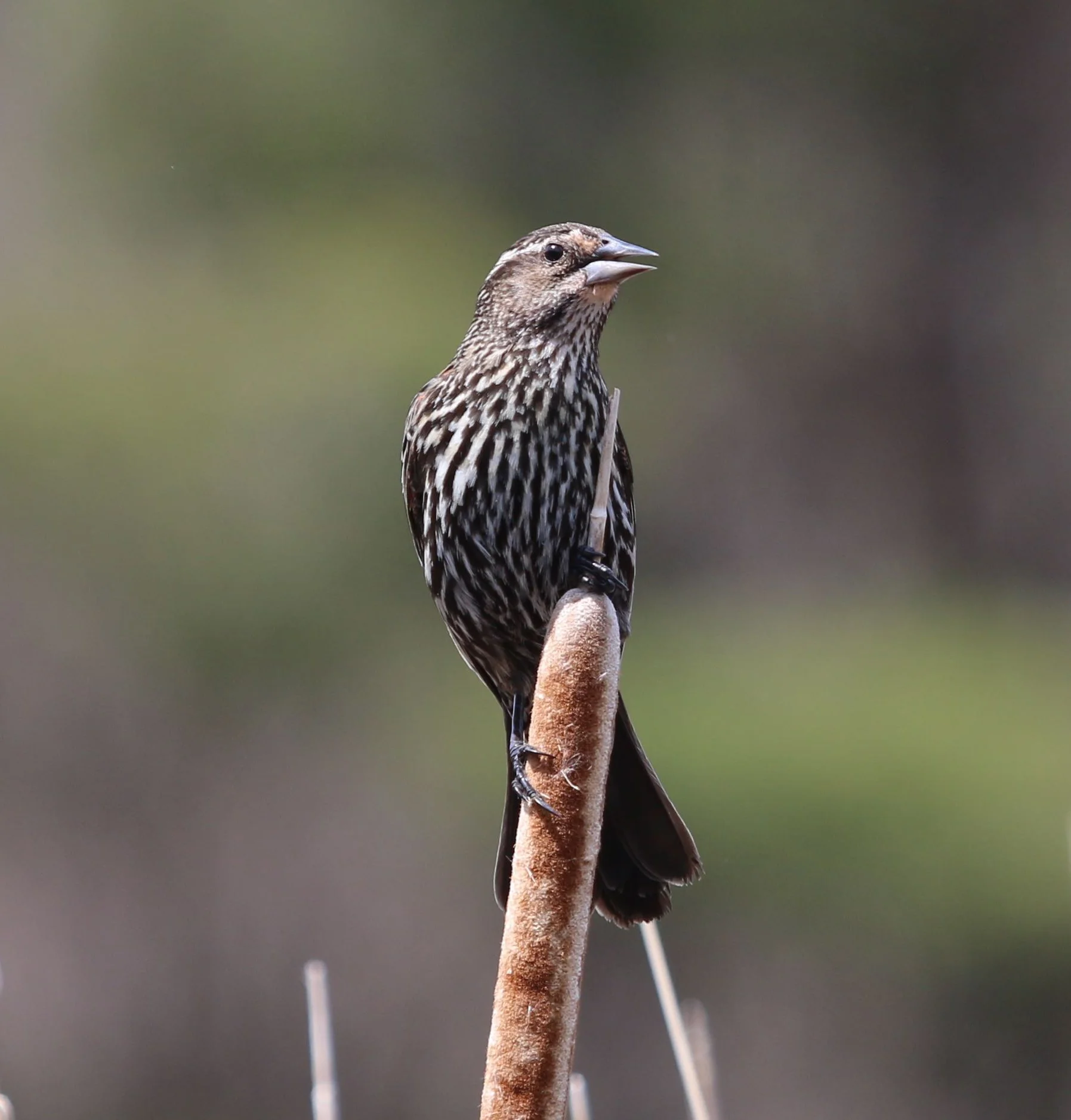 female red-winged blackbird