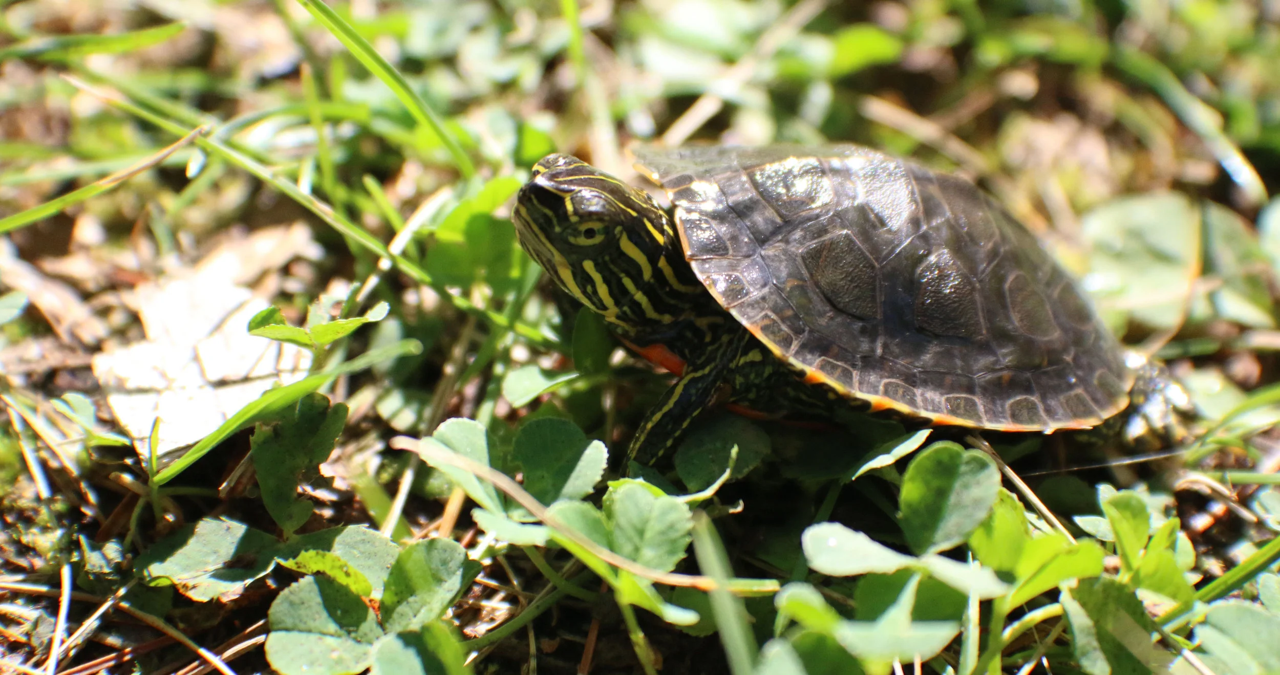 baby painted turtle