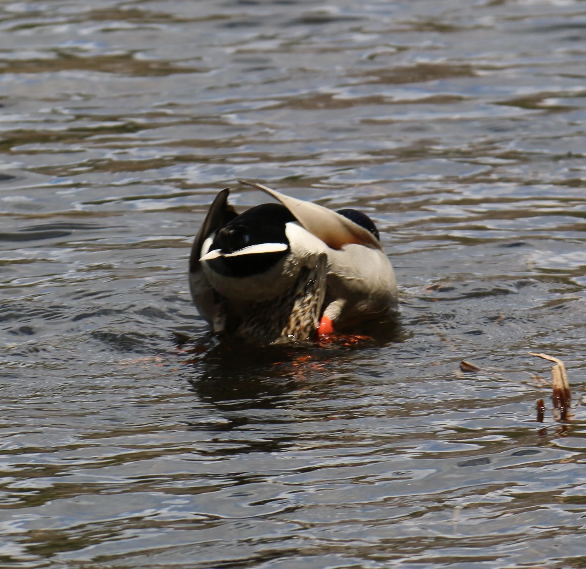 mallard ducks