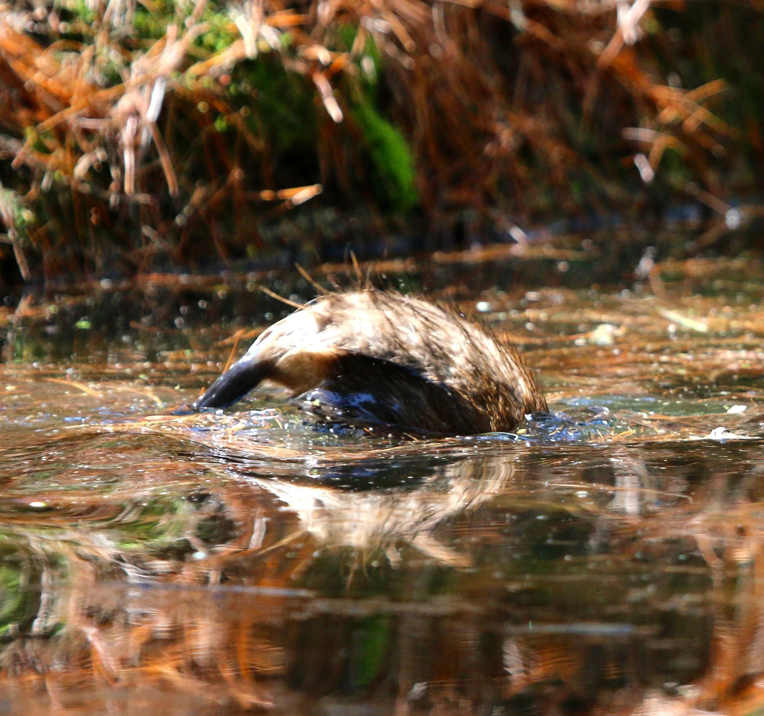 muskrat