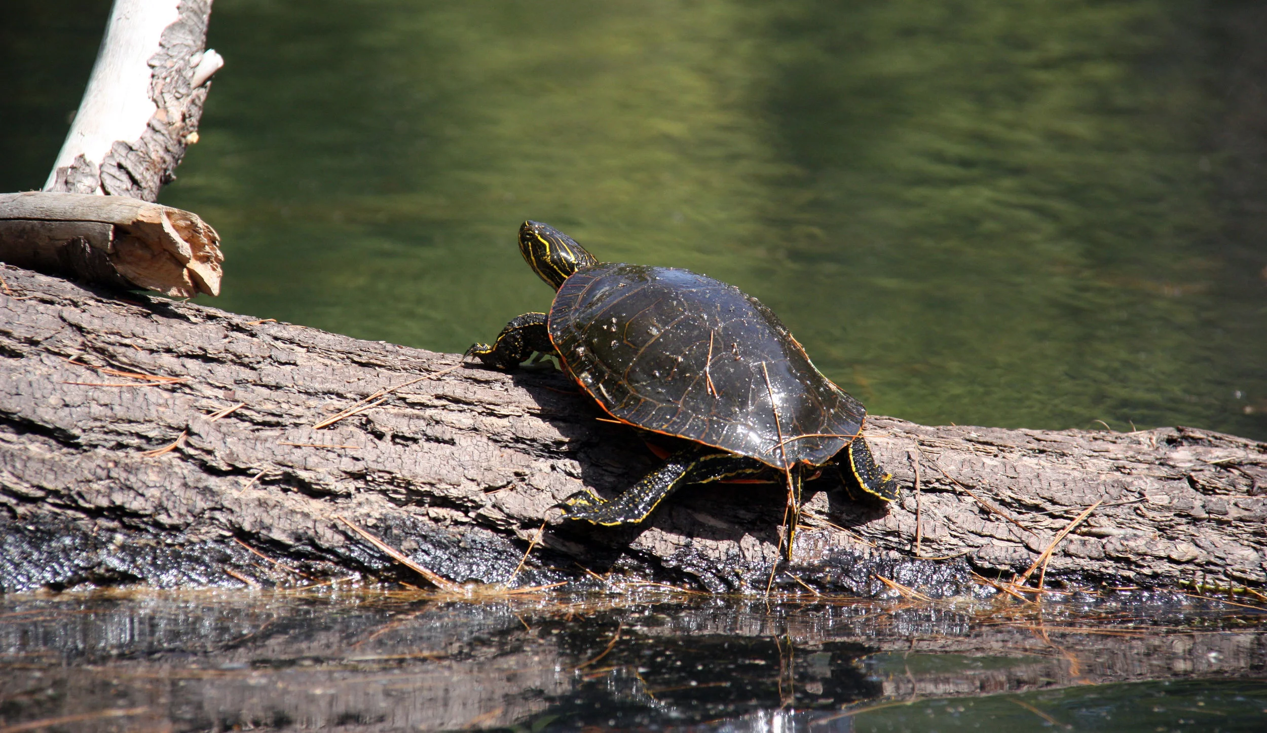 painted turtle