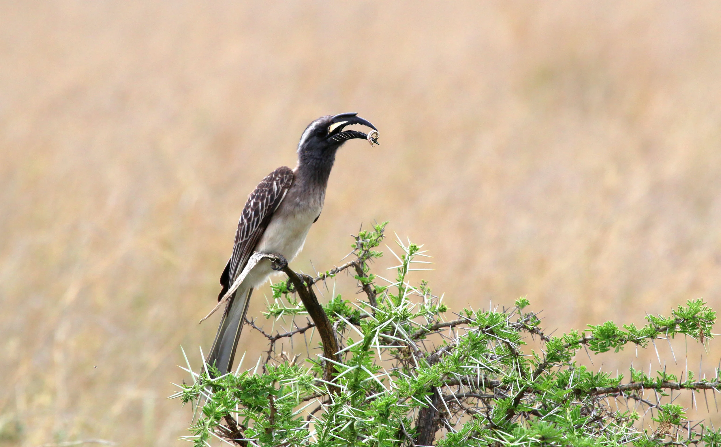 Hornbill2.JPG