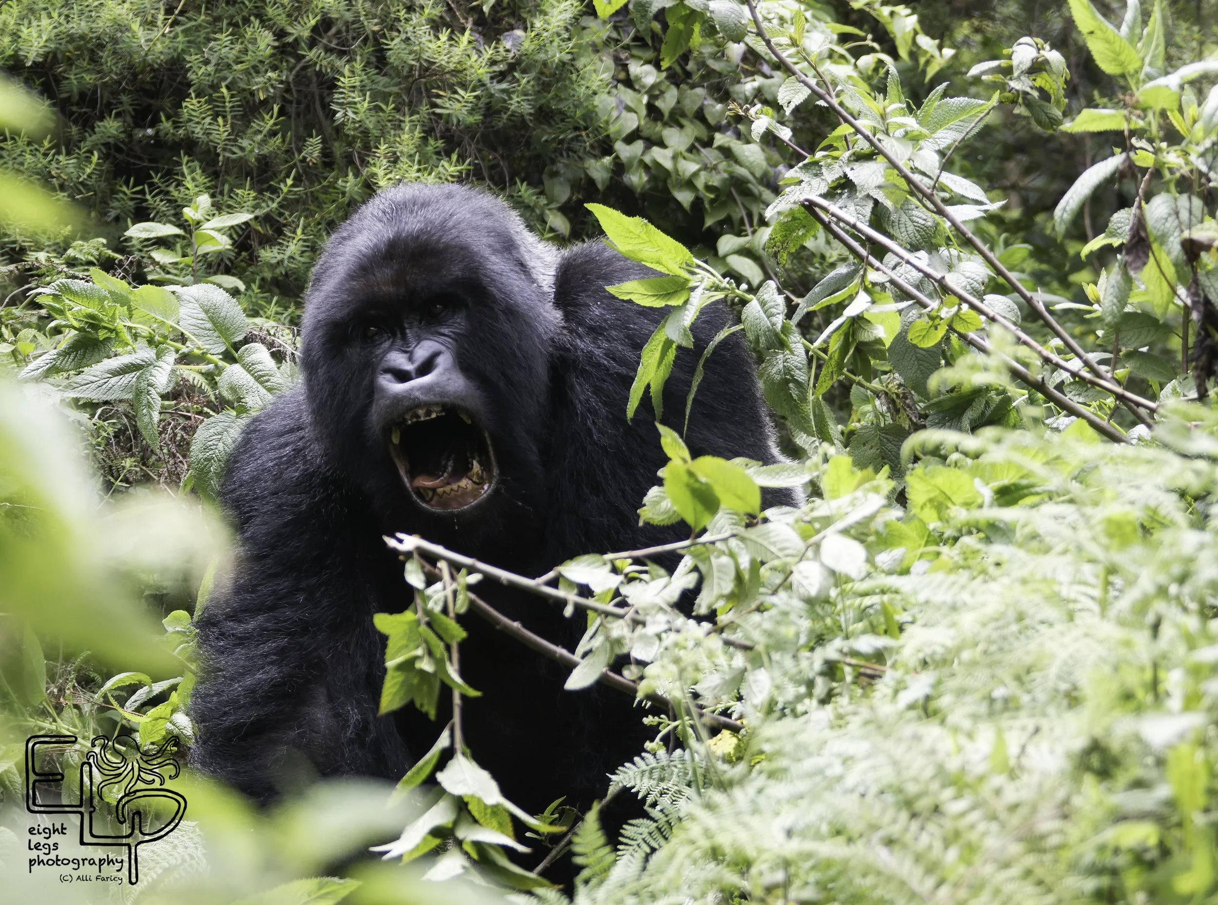 Gorilla3.jpg