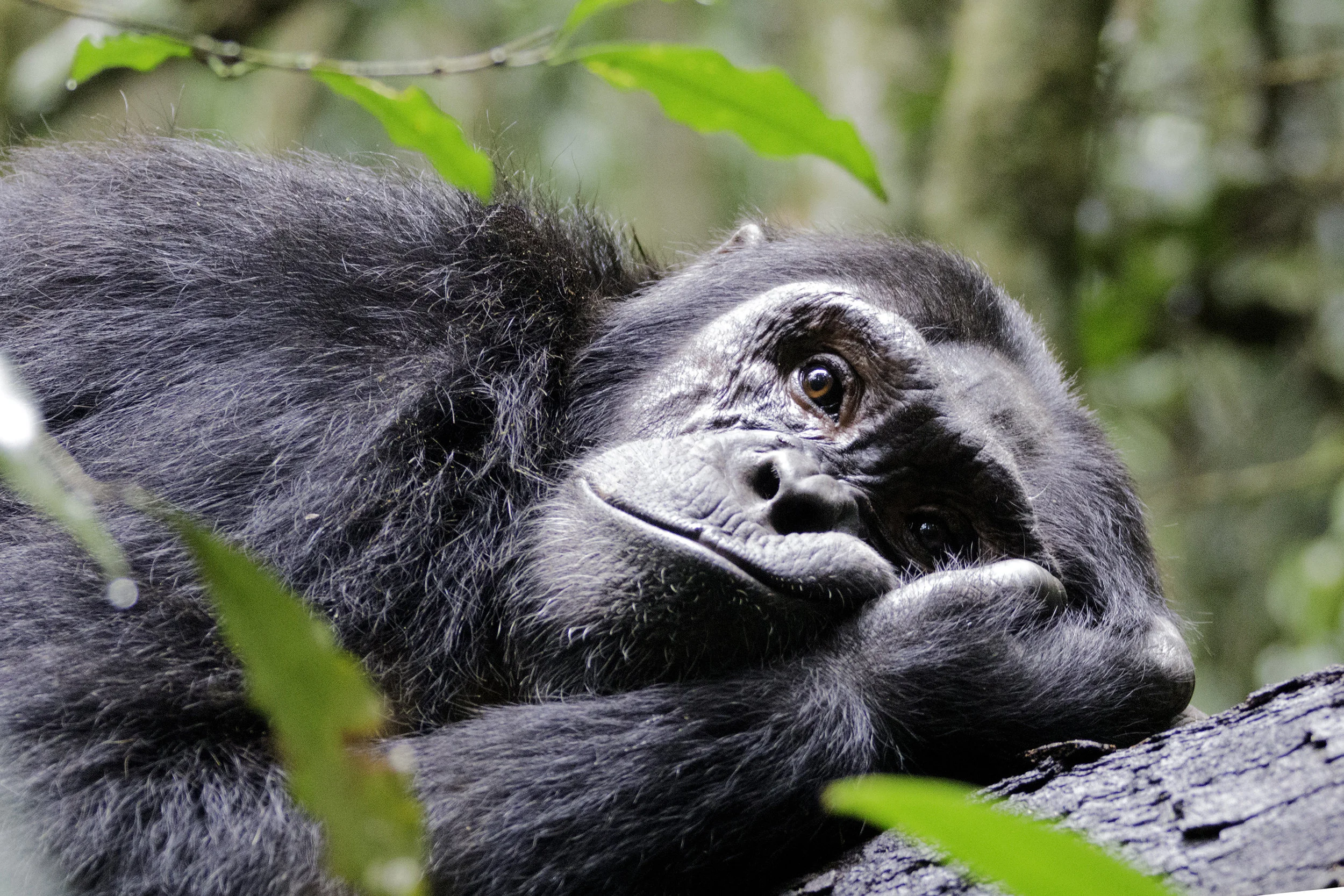 ChimpSquishedFace2.jpg