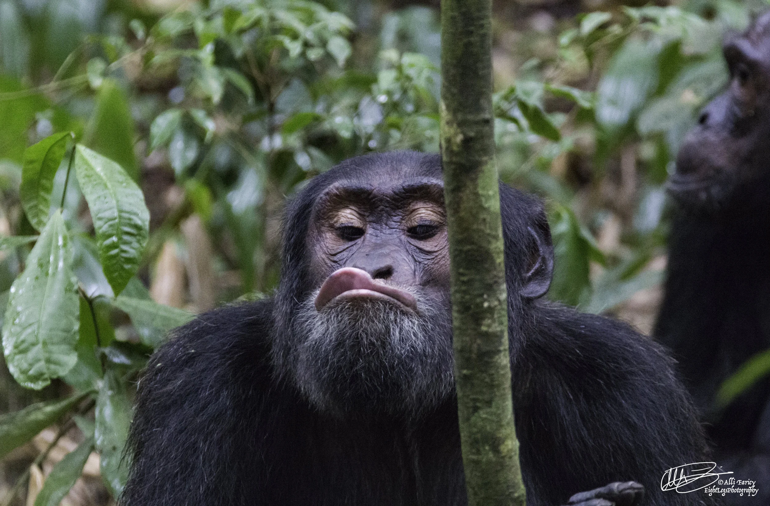 Chimp9.jpg