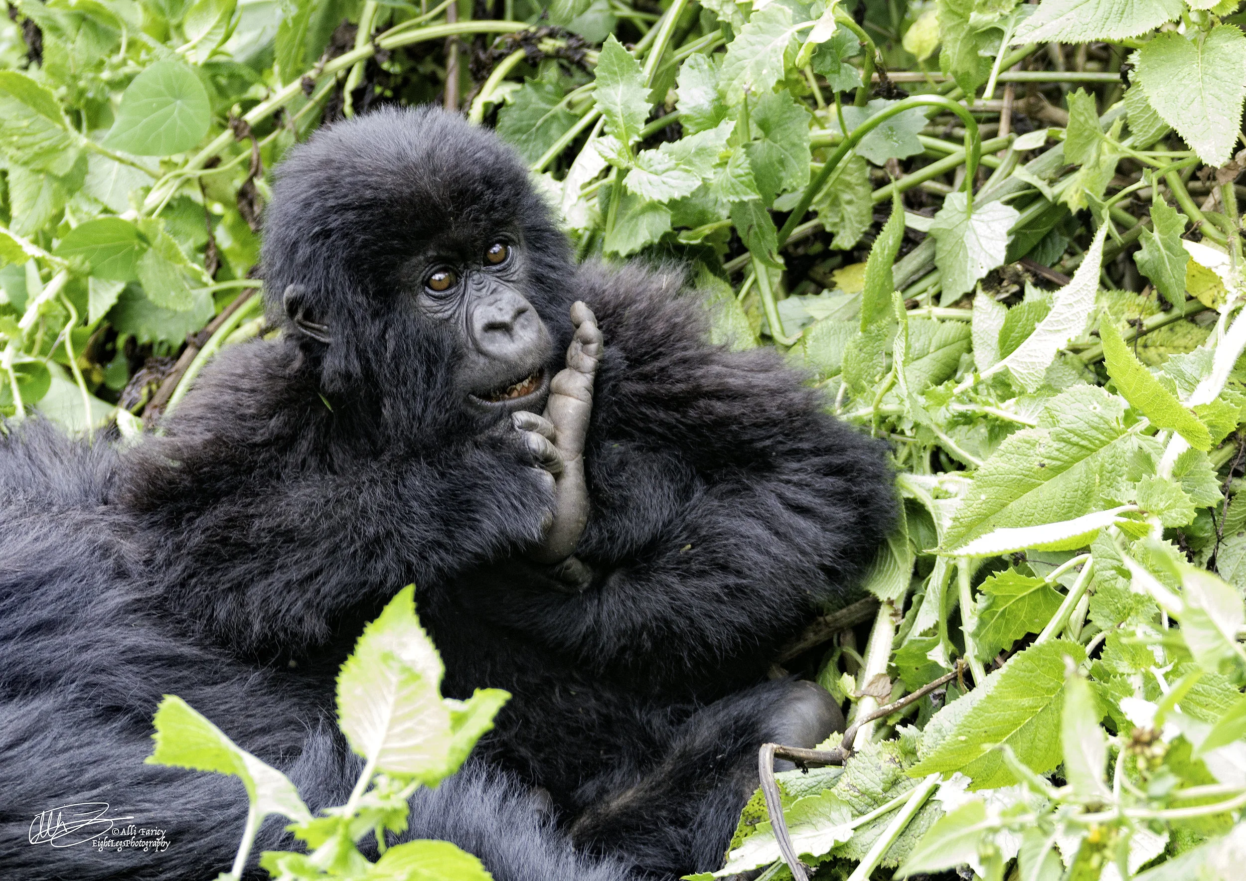 Gorilla8.jpg