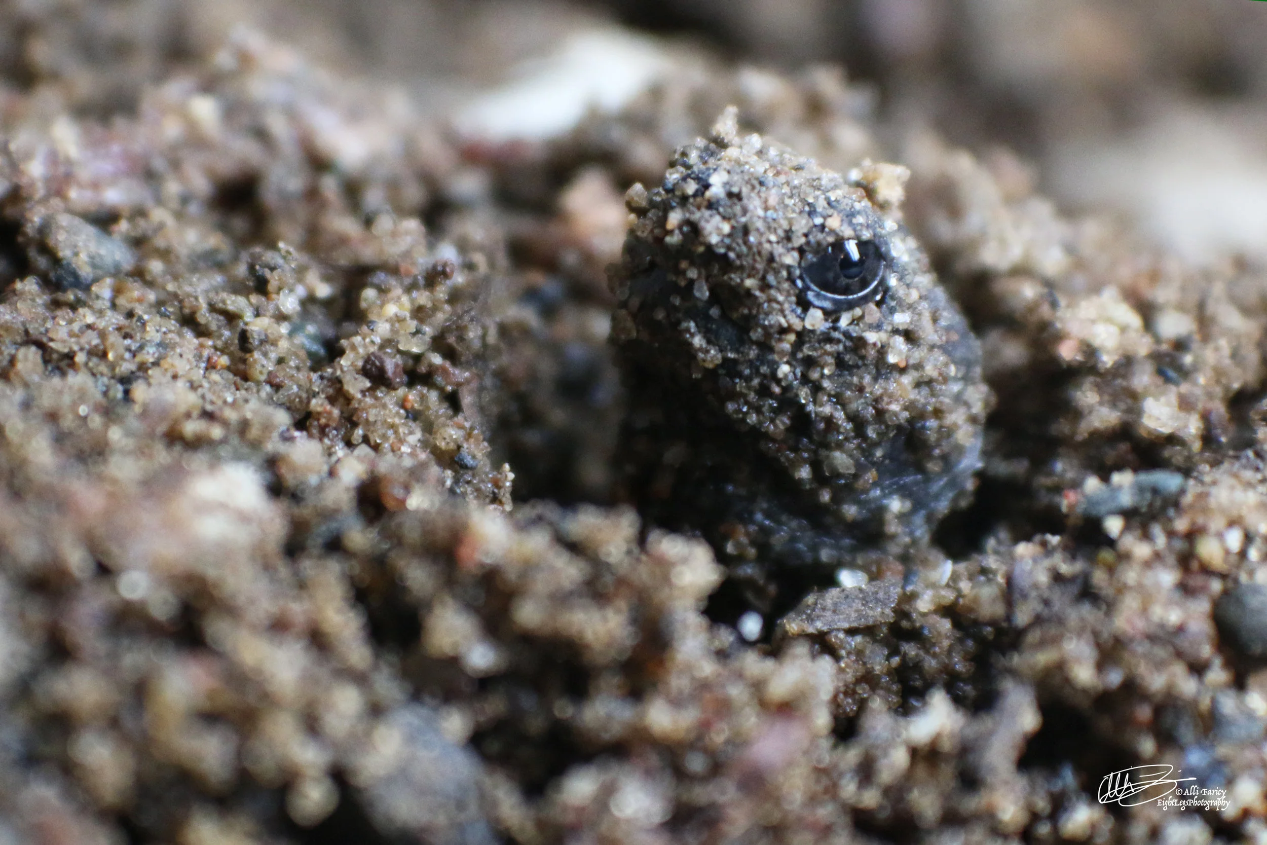 Baby Snapping Turtle Surfaces