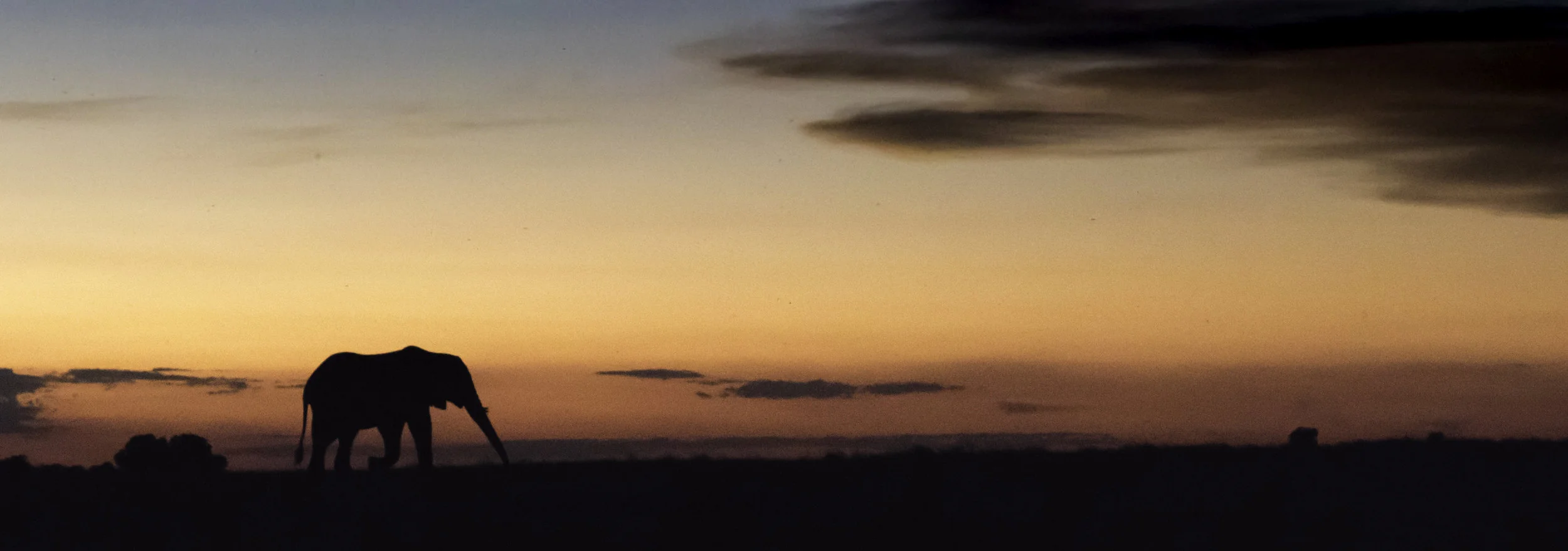 Botswana_Elephant_Sunset.jpg