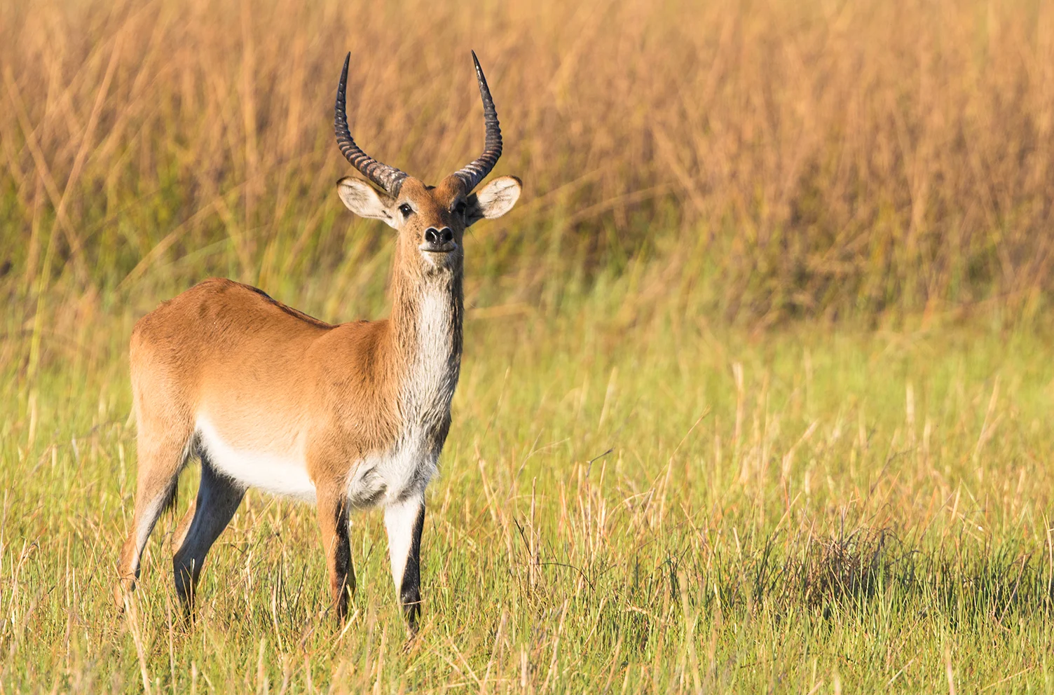 BotswanaDay1_11_6_170610_RedLeschweSm.jpg