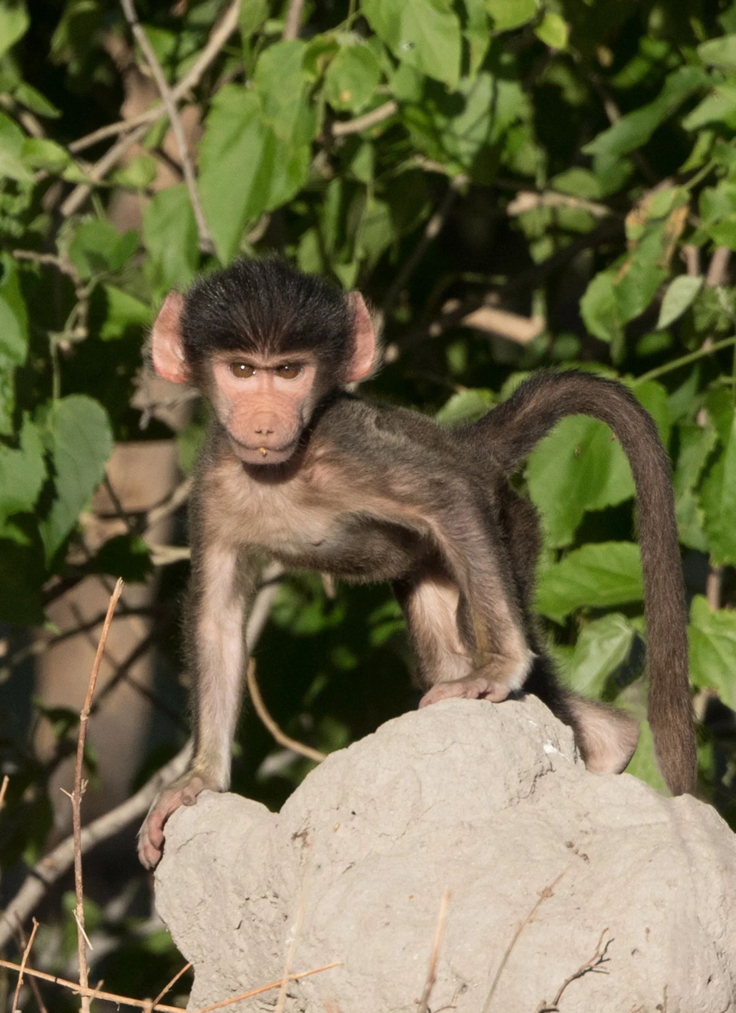 BotswanaDay2_11_7_171311_BabyBaboonSm.jpg