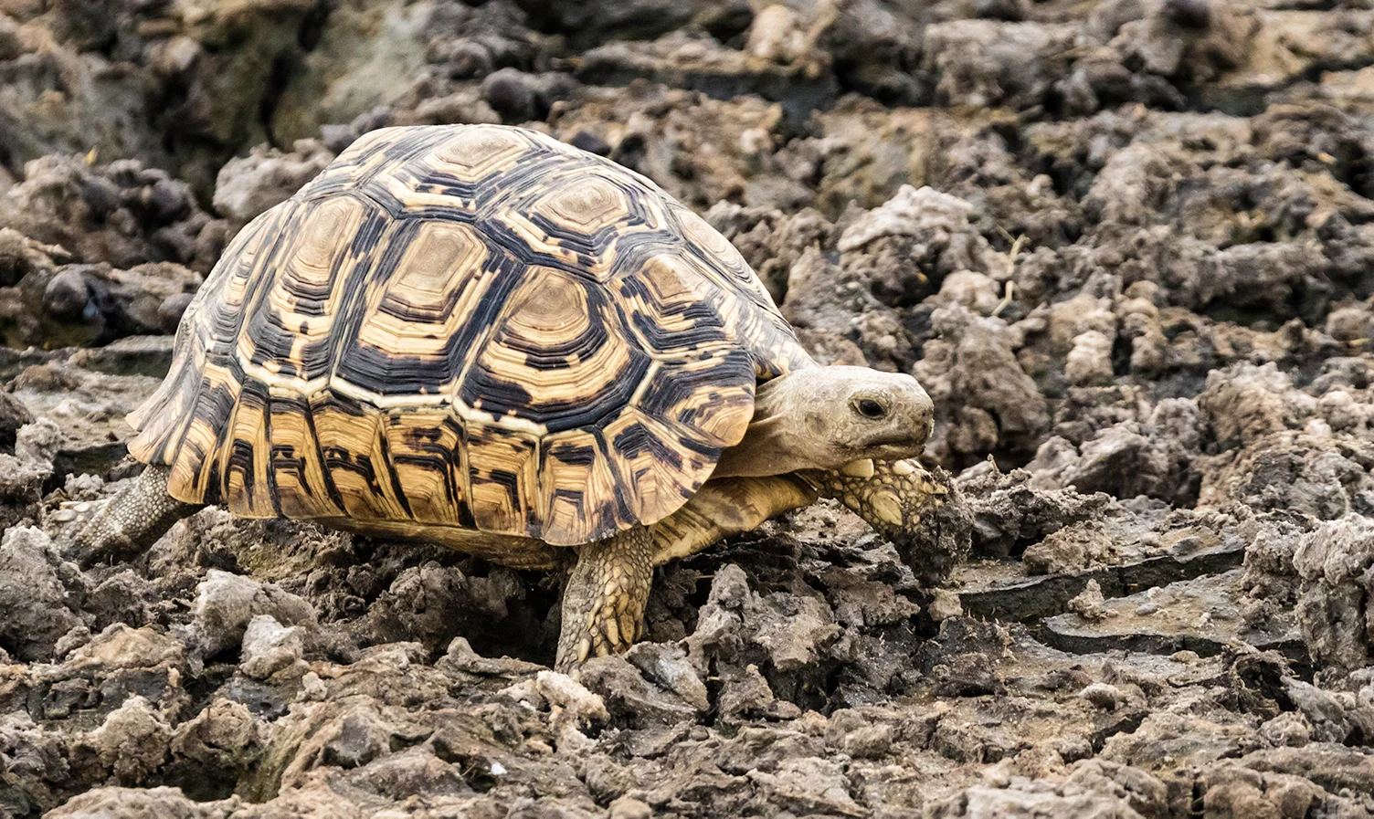 BotswanaDay7_12_17_5305_LeopardTortoiseSm.jpg
