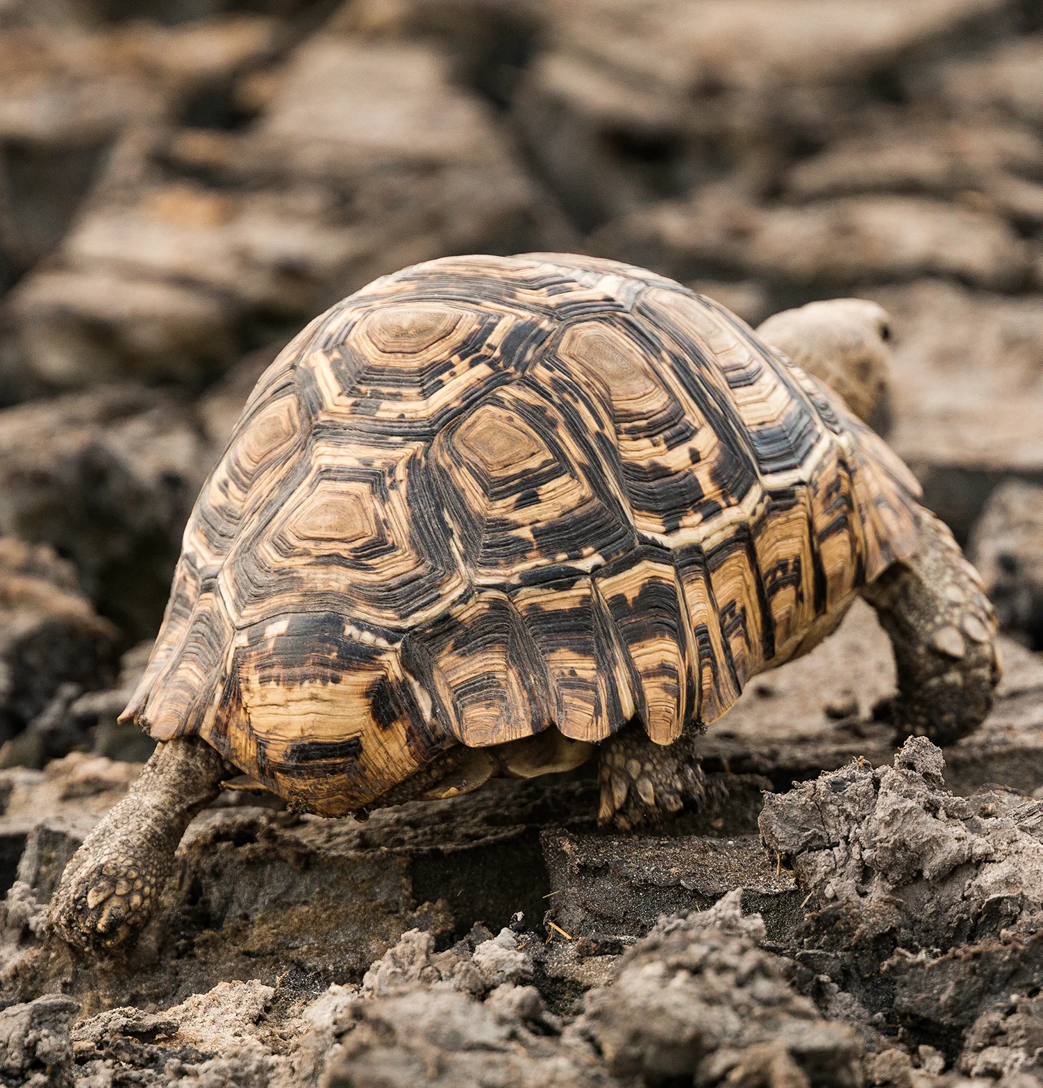 BotswanaDay7_12_17_1749_LeopardTortoiseButtSm.jpg