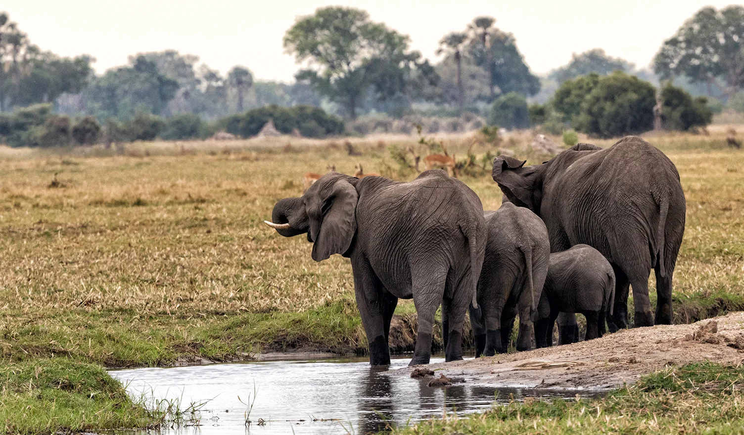BotswanaDay6_11_11_17_4627_ElephantsSm.jpg