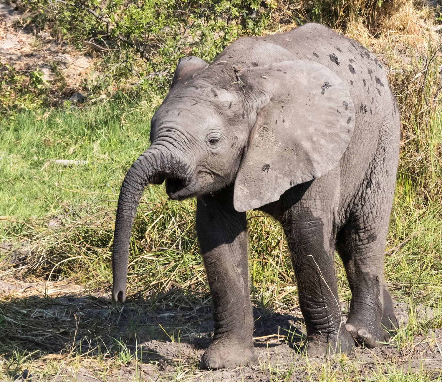 BotswanaDay2_11_7_171991_ElephantBabySm.jpg