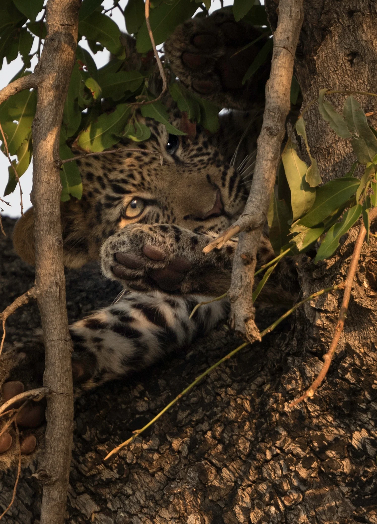 BotswanaDay3_11_8_17_2861_LeopardCub1CloseupSm.jpg