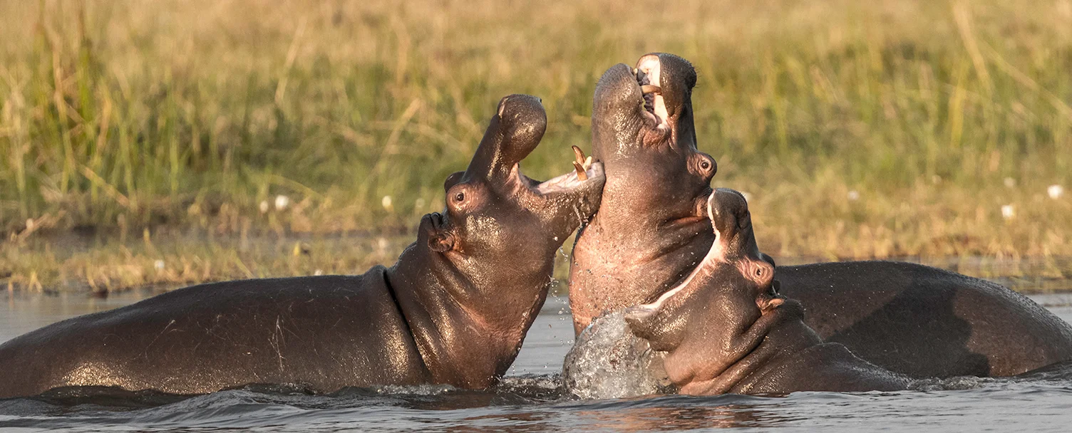 BotswanaDay4_11_9_17_3779_HippoTrioSm.jpg