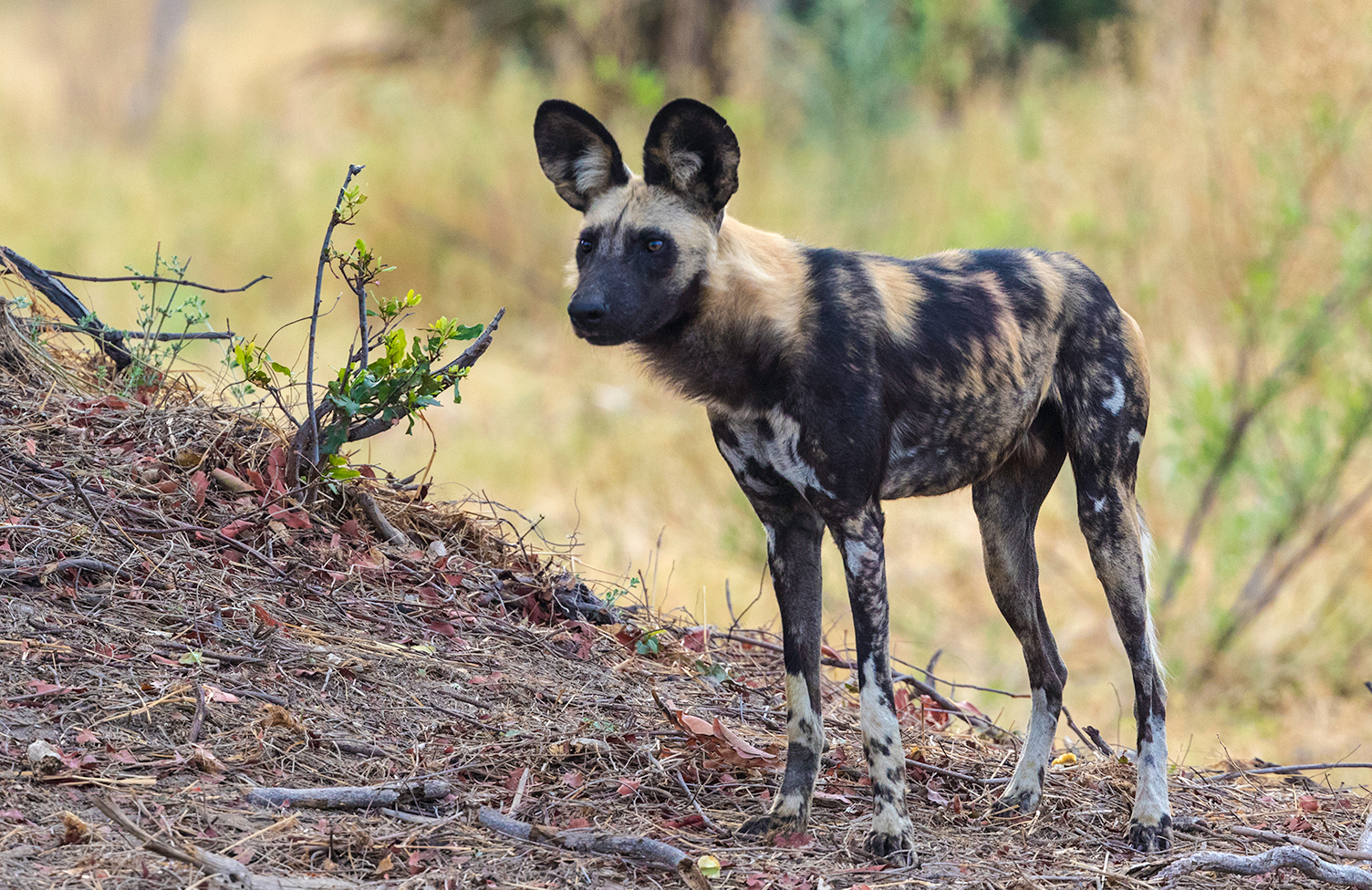1X7A4024_WildDogSm.jpg