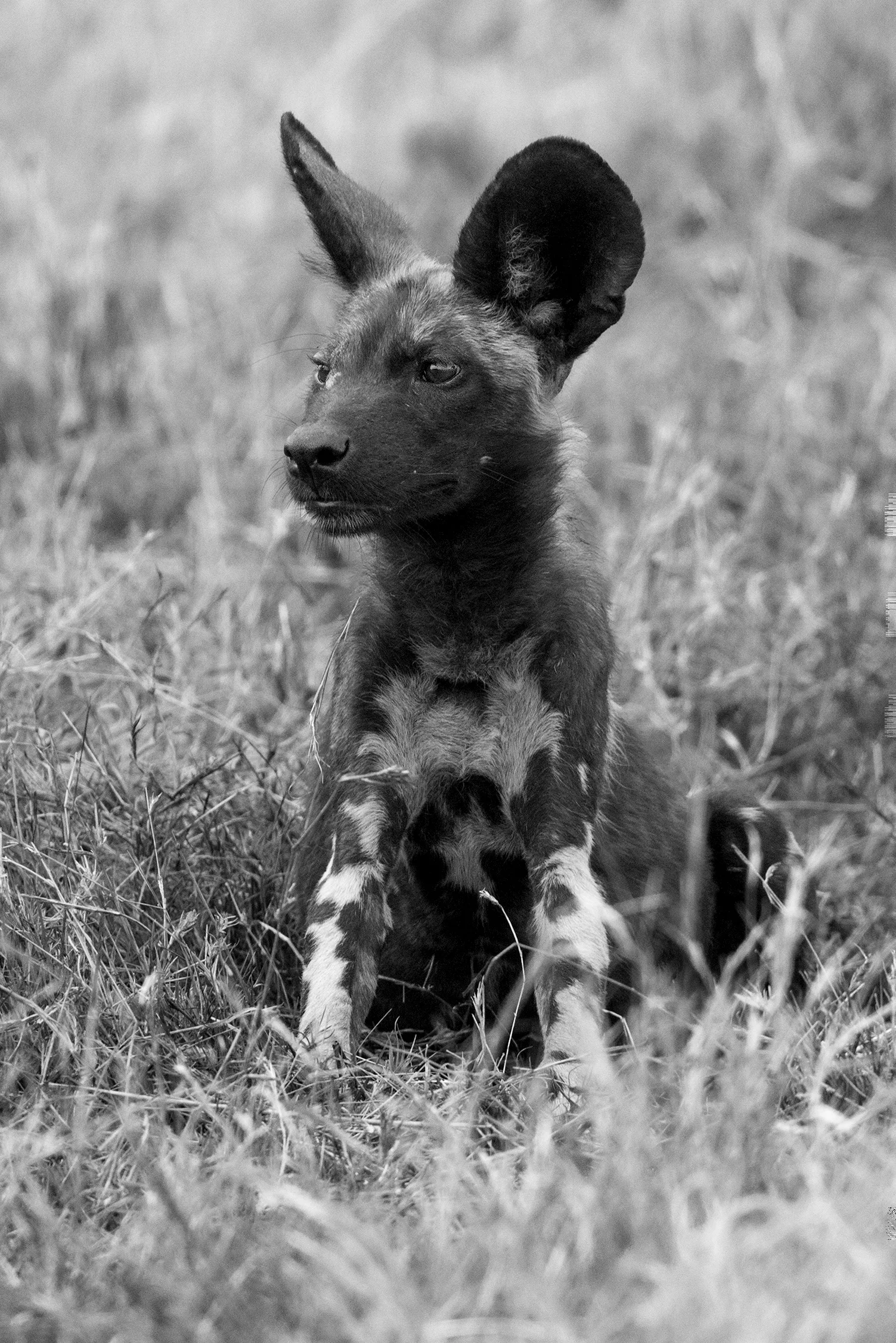 1X7A3973_WildDogSm.jpg