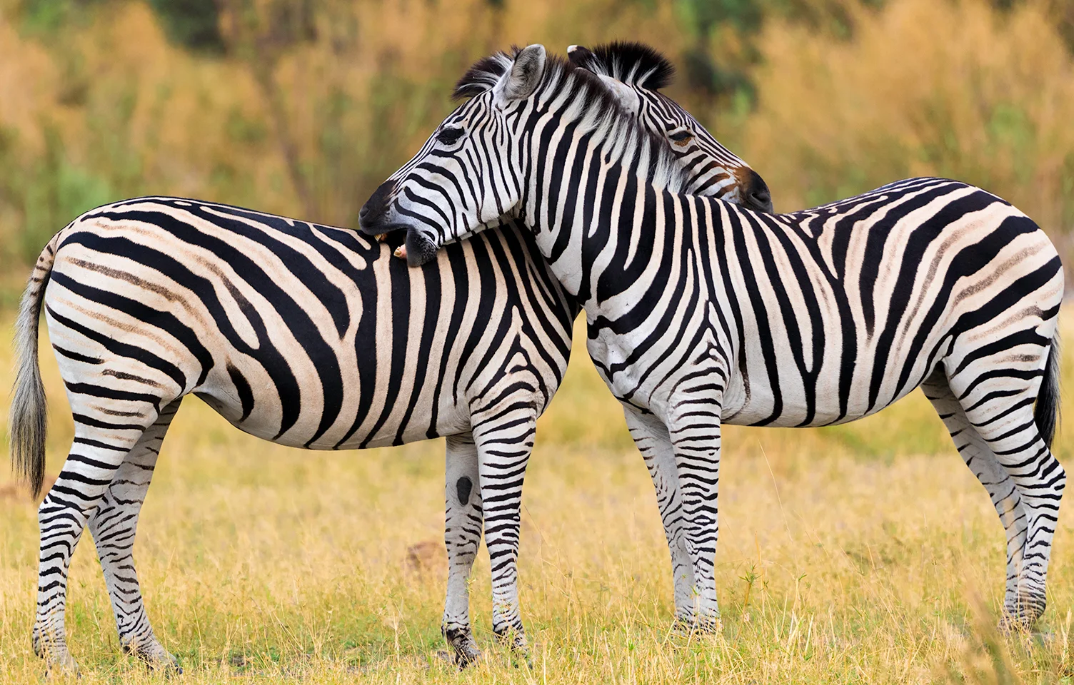 1X7A4054_ZebraSm.jpg