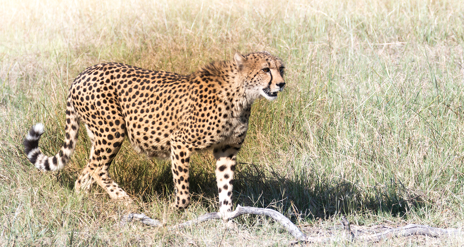 BotswanaDay2_11_7_17_0400_CheetahSm.jpg