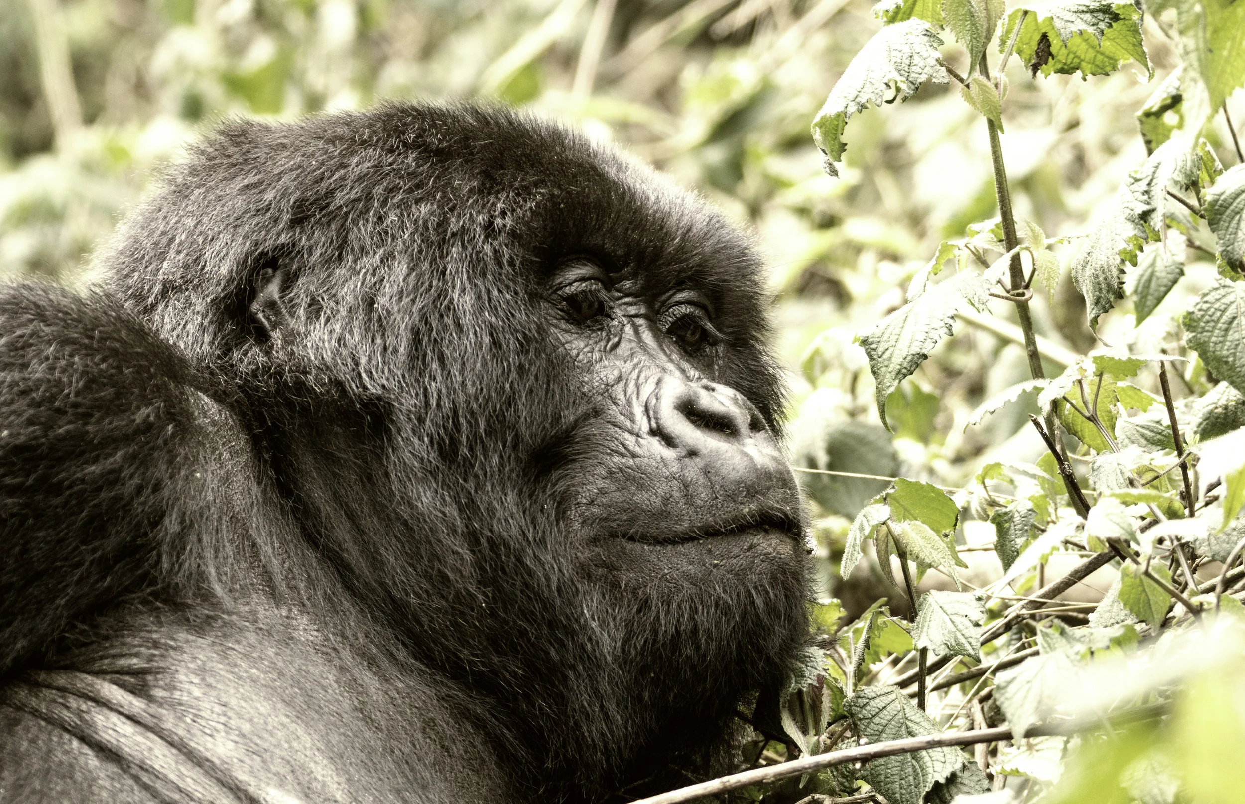 GorillaCloseUpSM.jpg