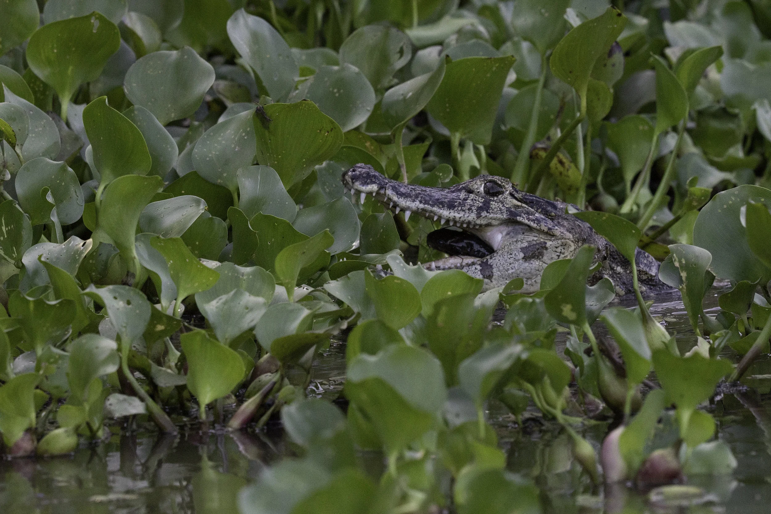 Pantanal_Day1_0886_SM.jpg