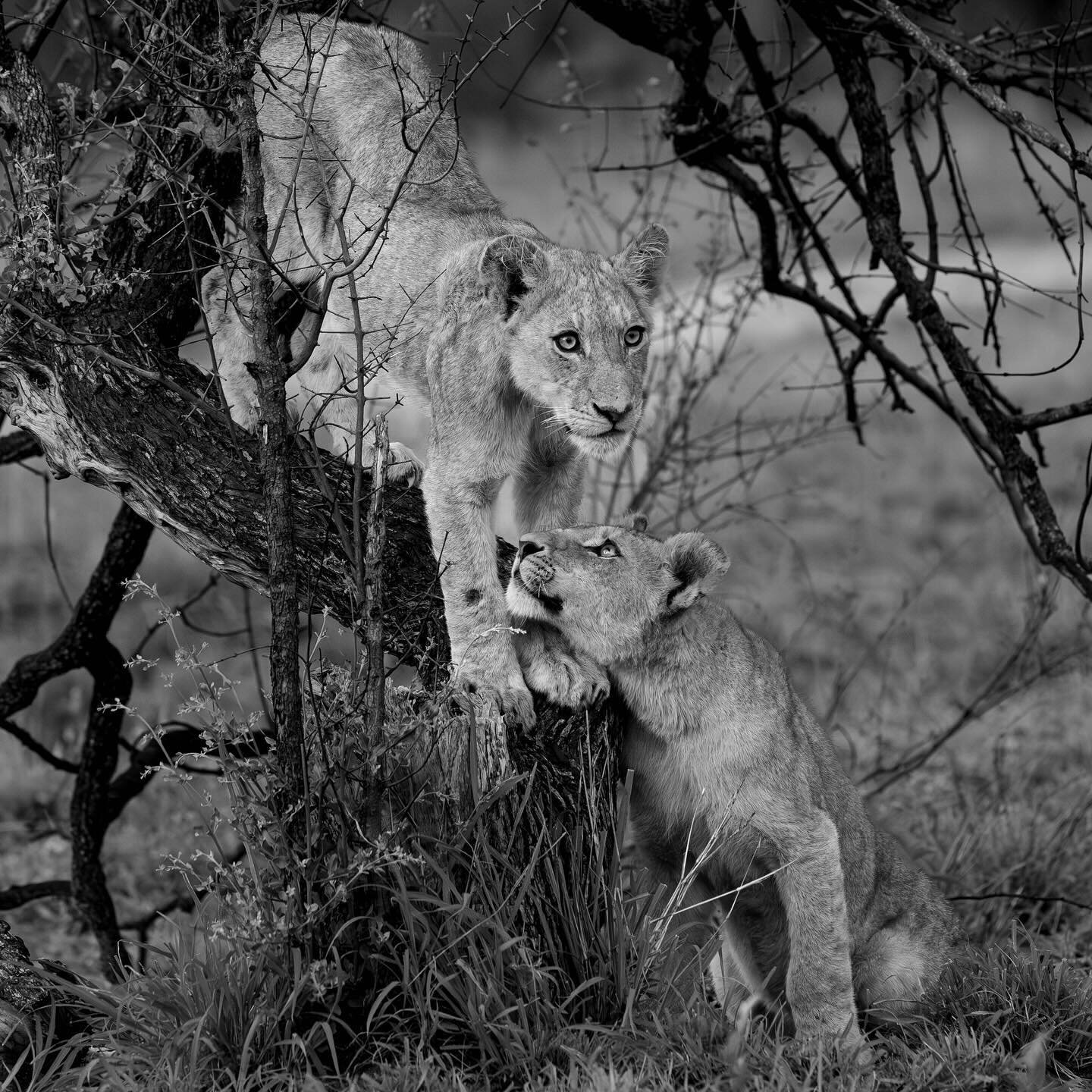 Just a couple of pals getting ready to cause trouble. 
.
.
#southafrica #malamala #allifaricyphotography #africa #wildlifephotography #canonusa #bigcatsofinstagram #lions #blackandwhitephotography #monochrome