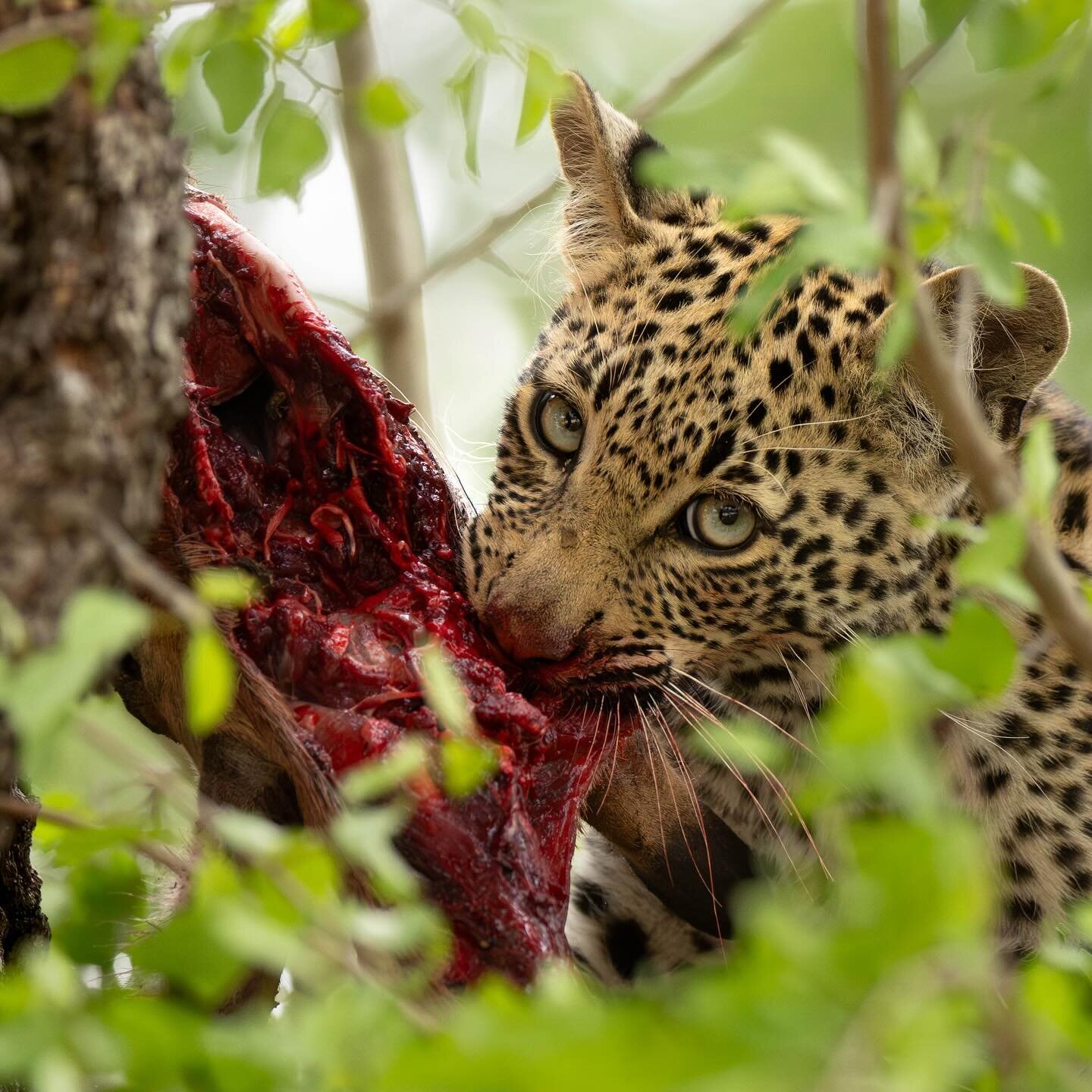 Breakfast for kids looks a little different when you are a leopard. This little one traded on and off with a sibling and mom in a tree with food while the others played on the ground. 
.
.
.
#womenphotography#all_animals_addiction#wildlife_perfection